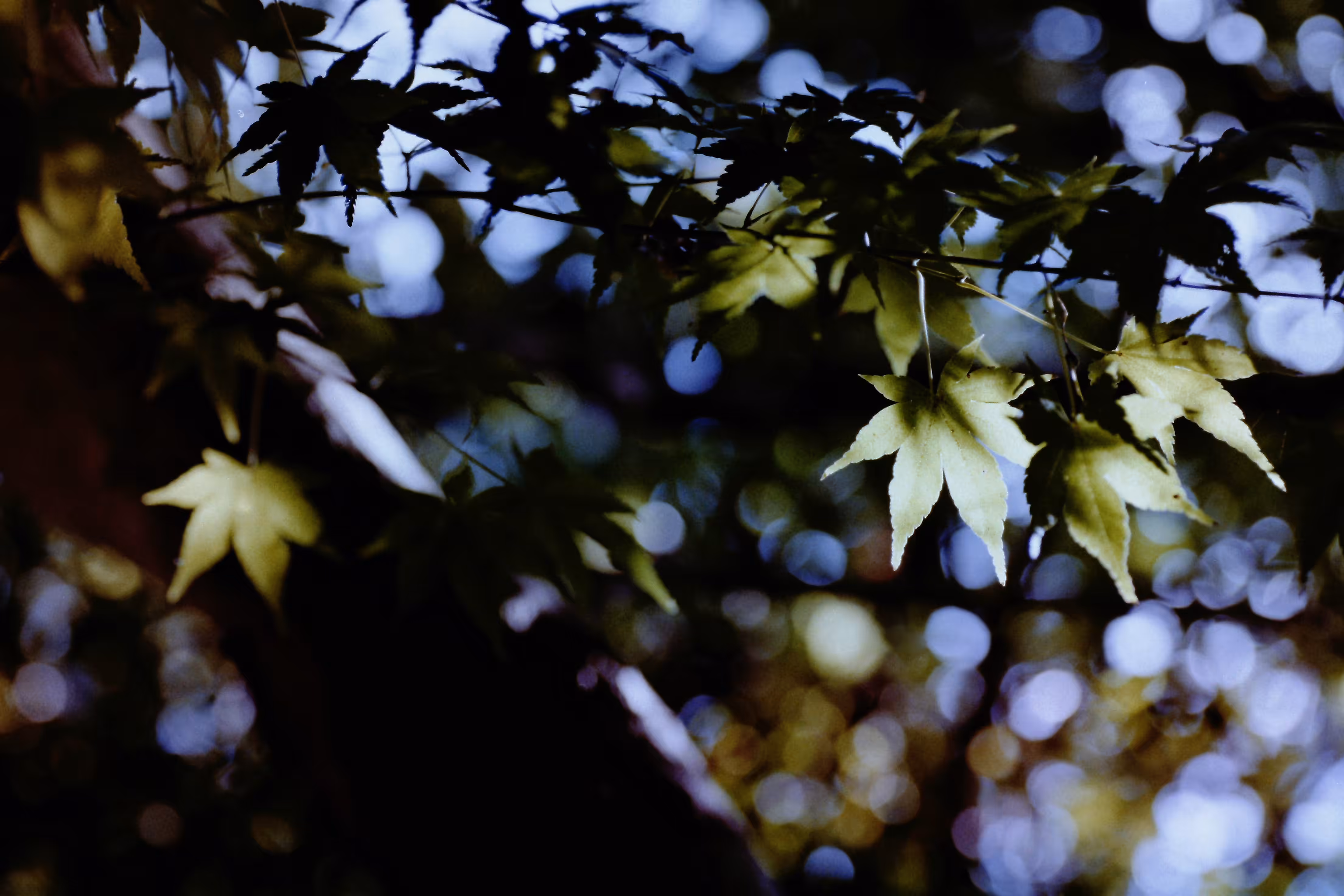 Heaven Series: The World of Film - Beautiful World