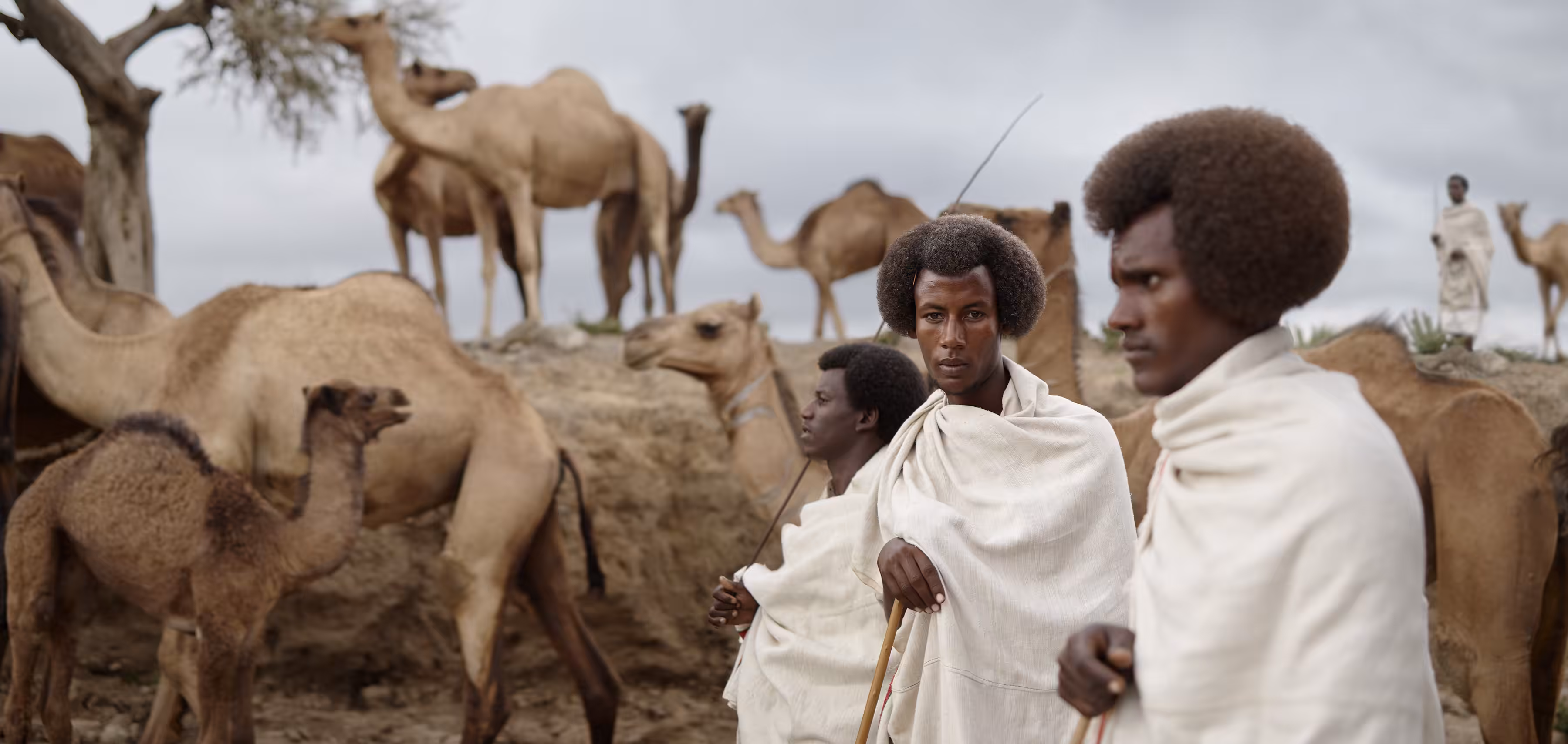 Ethiopia - Panorama of Boru, Woday, Fentale and Camels