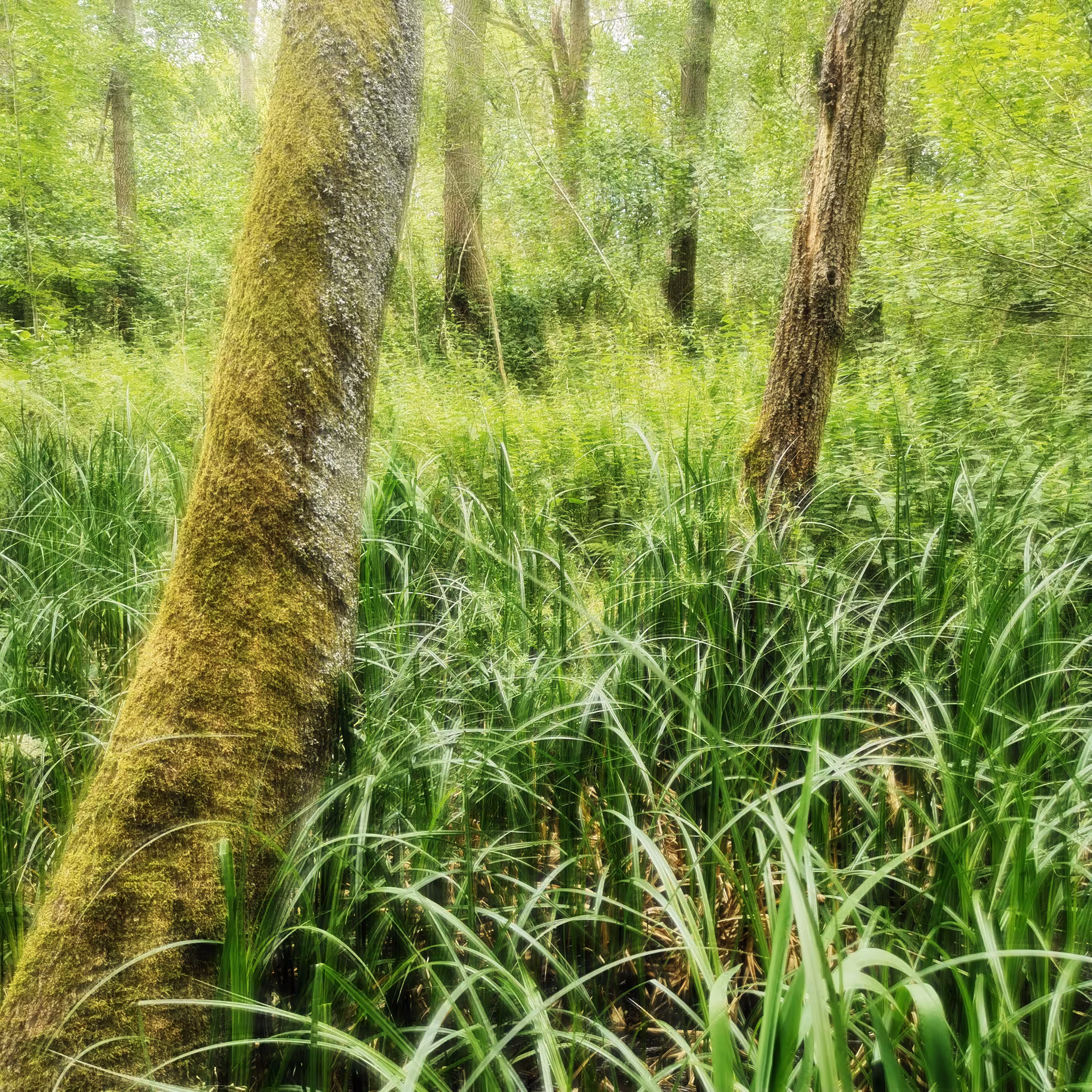 The Greenness