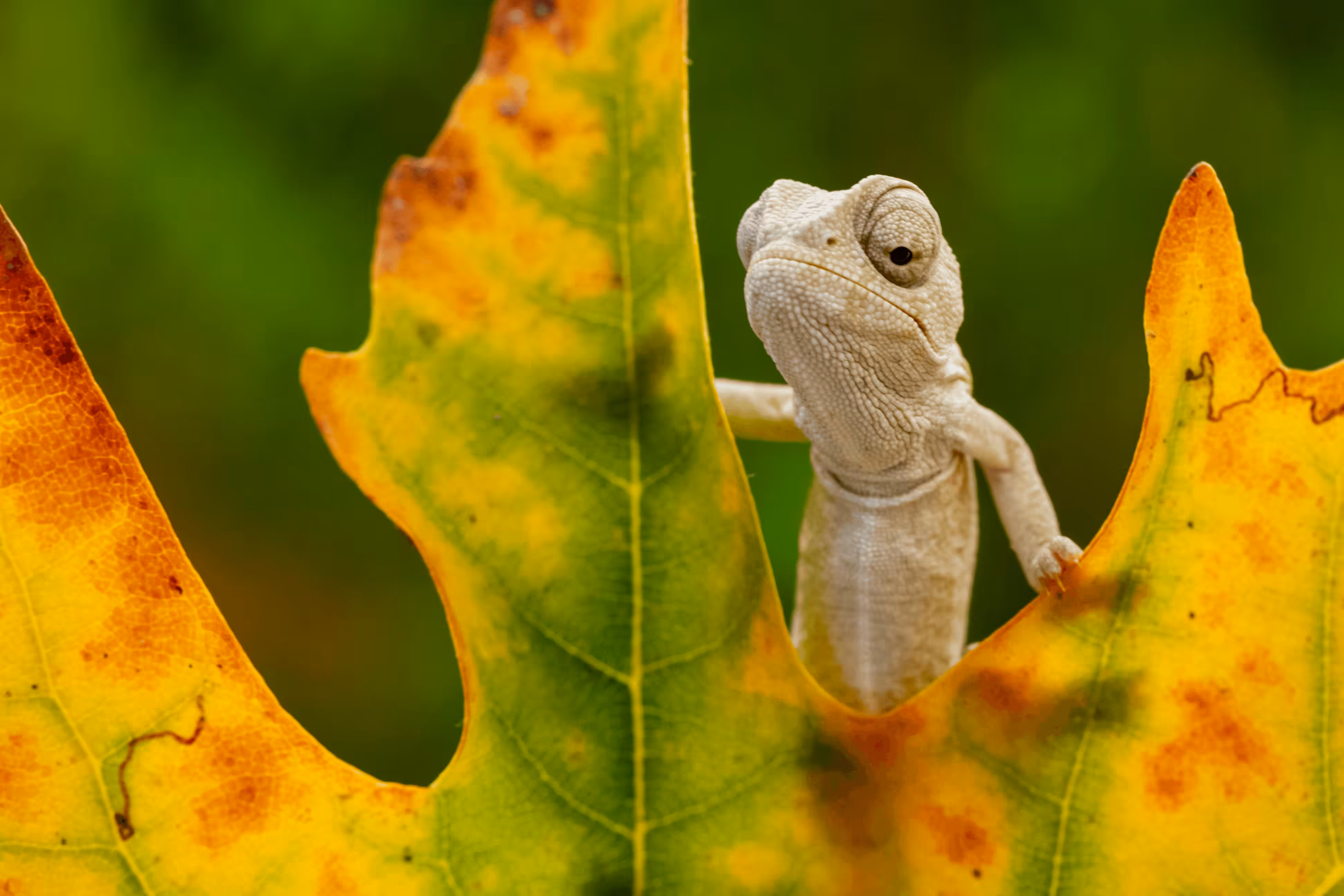 chameleon on a leaf