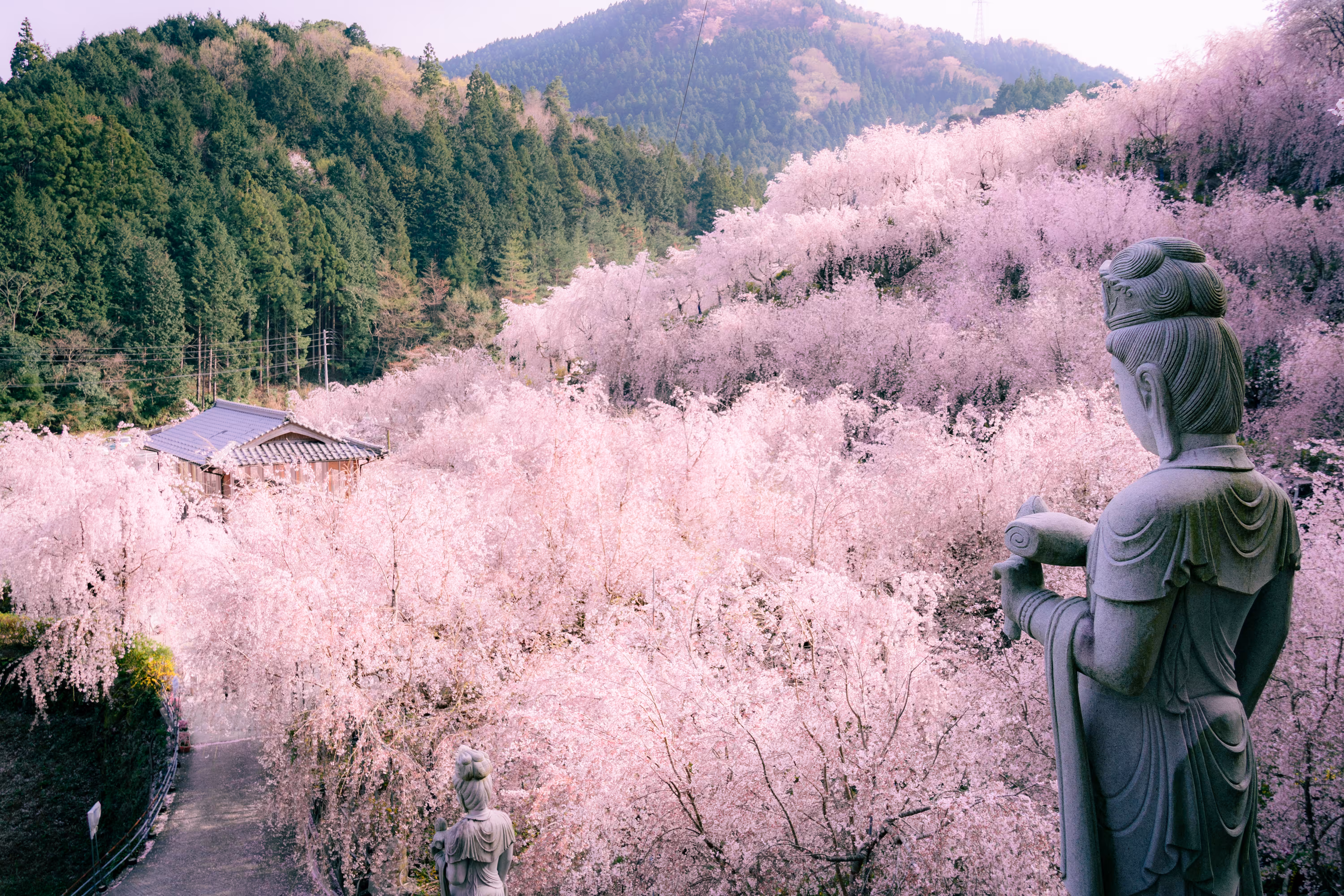 Weeping Cherry Trees - 枝垂れ桜