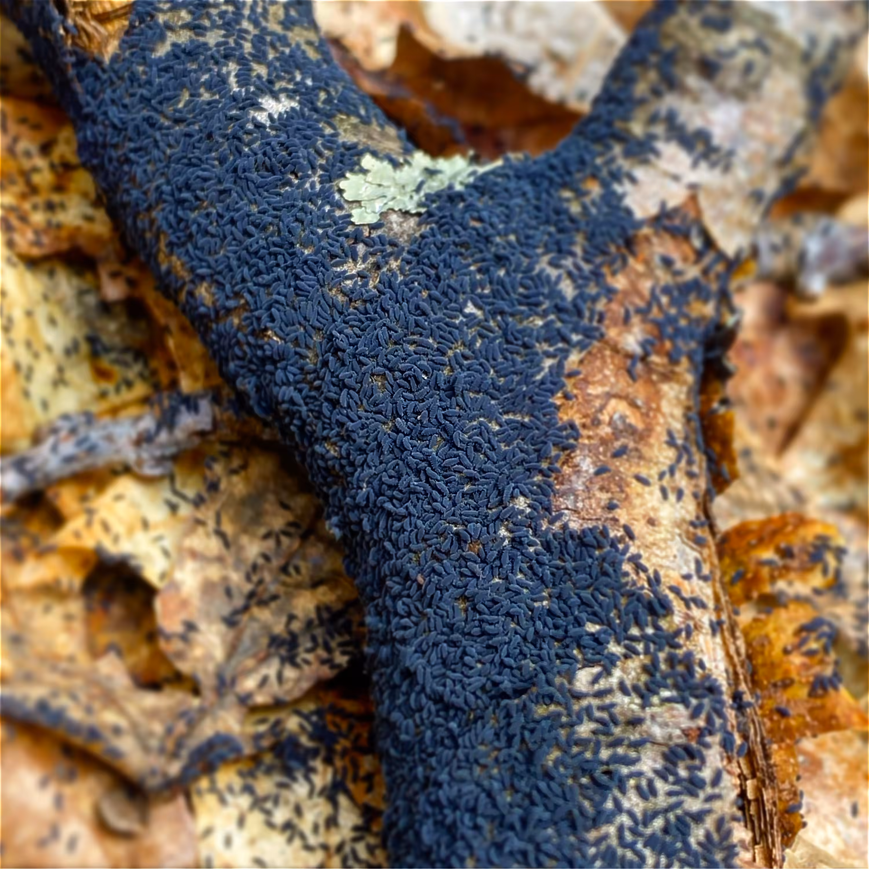 Hypogastrura nivicola