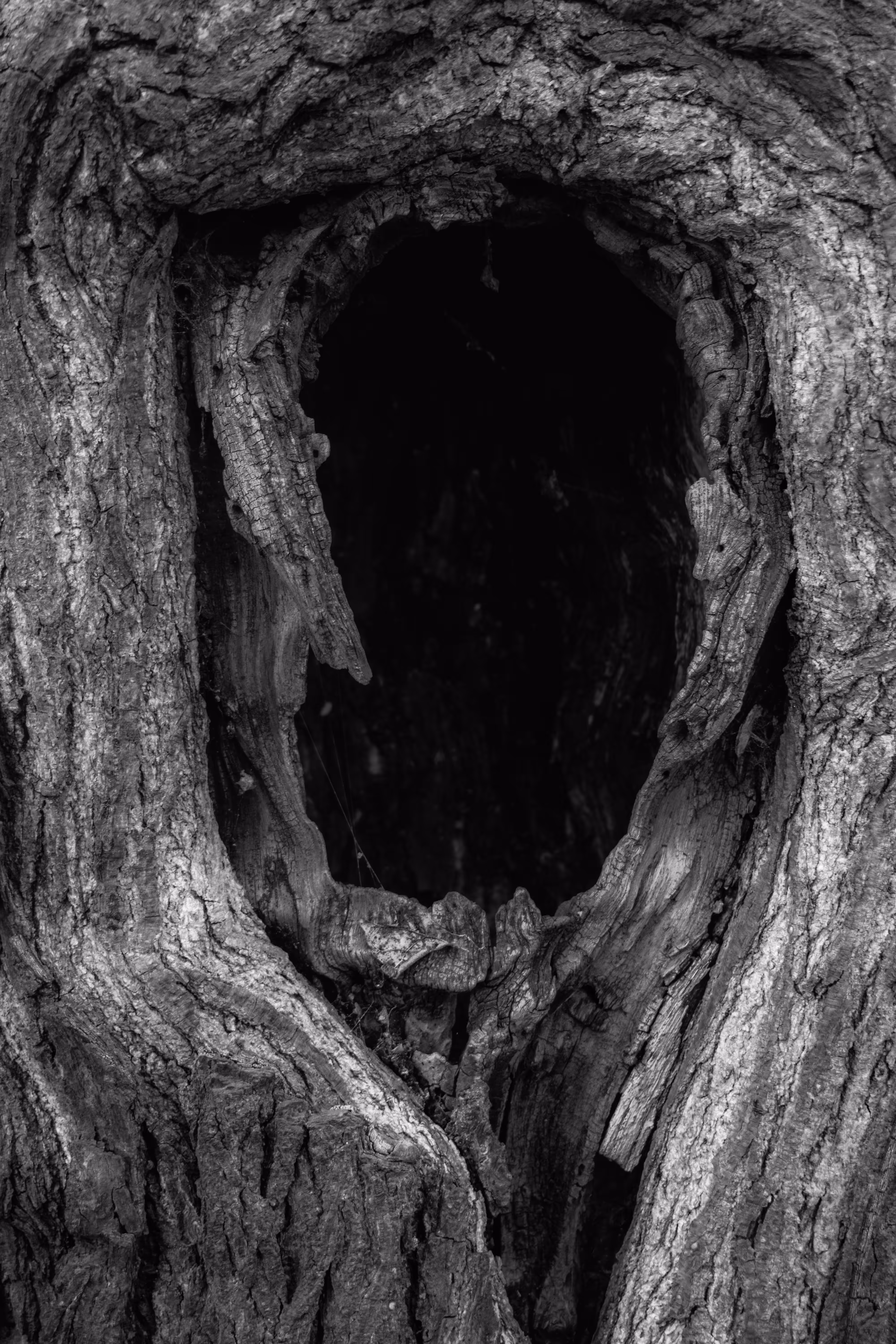"The Private Lives of Trees" #03