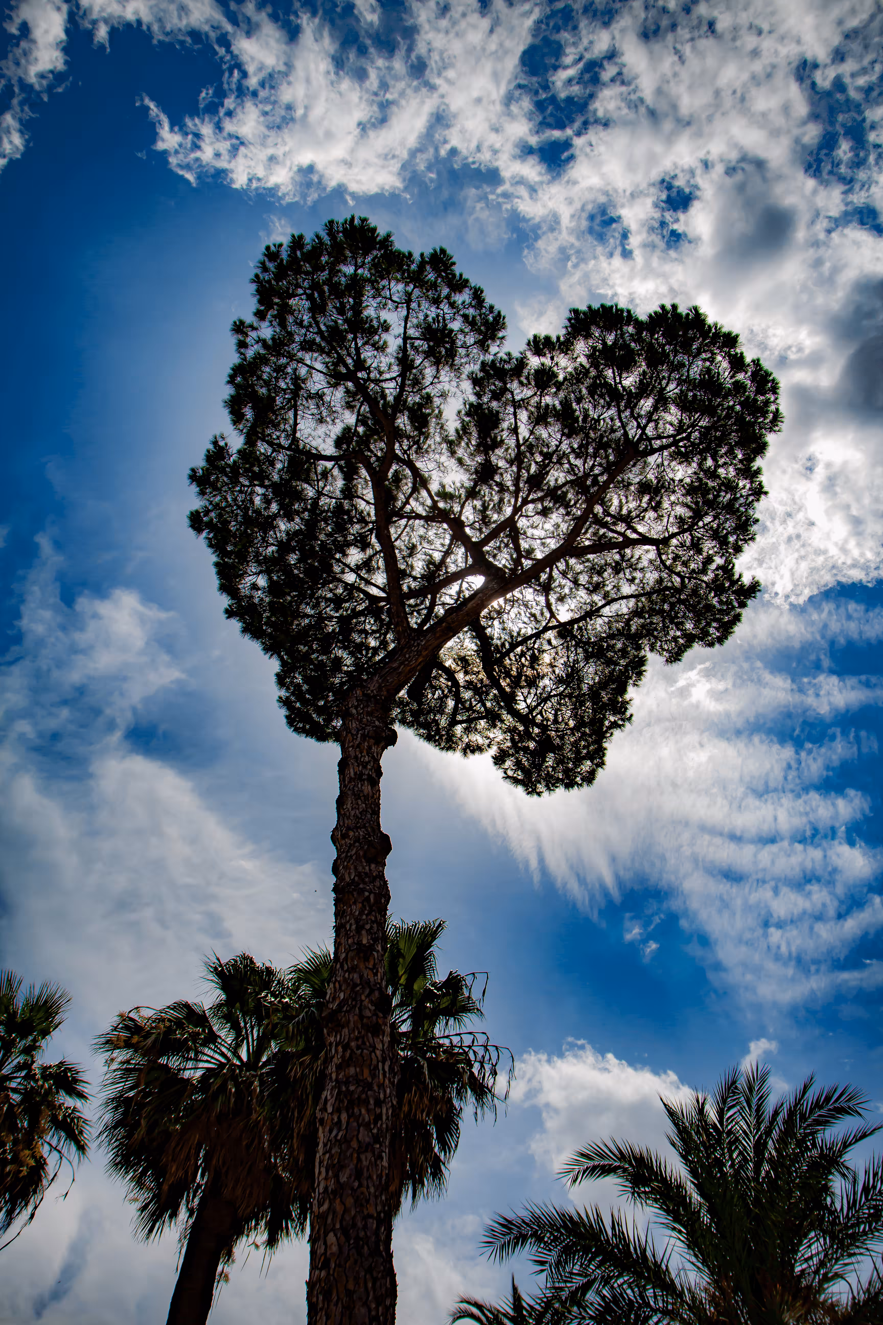 Love is like a Tree