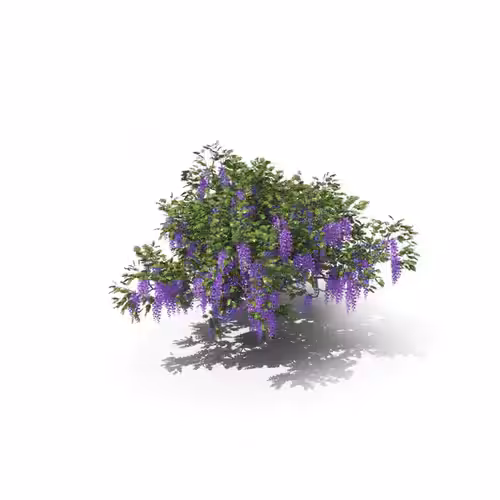 Your Tree I Wisteria Tree