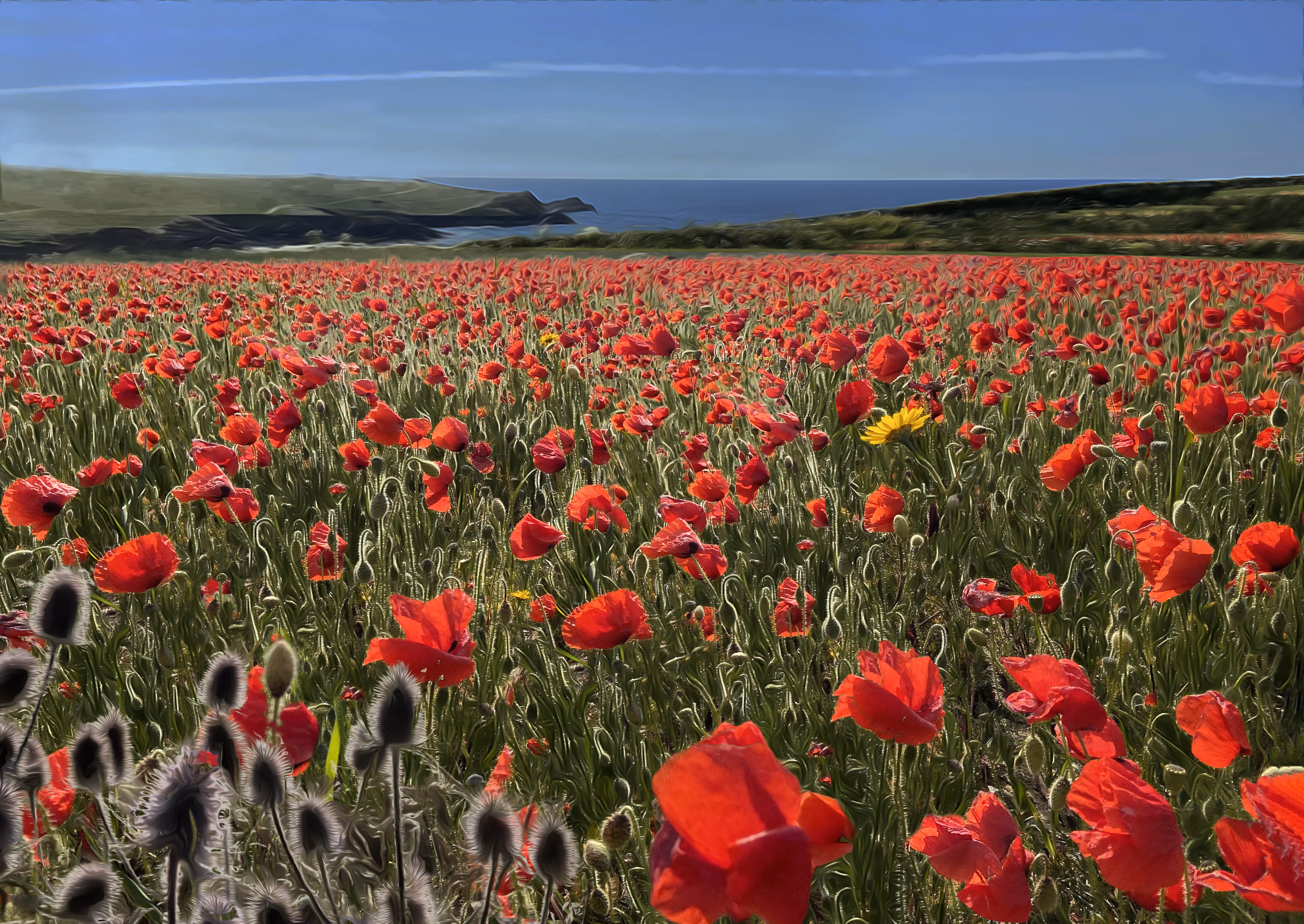 Poppy field