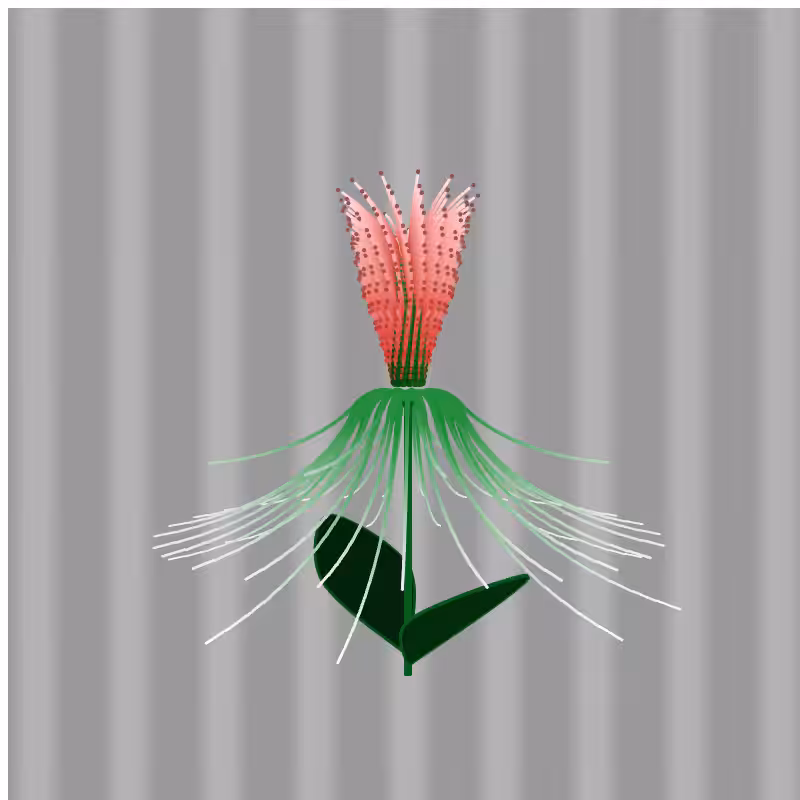 Luteum Flower #2
