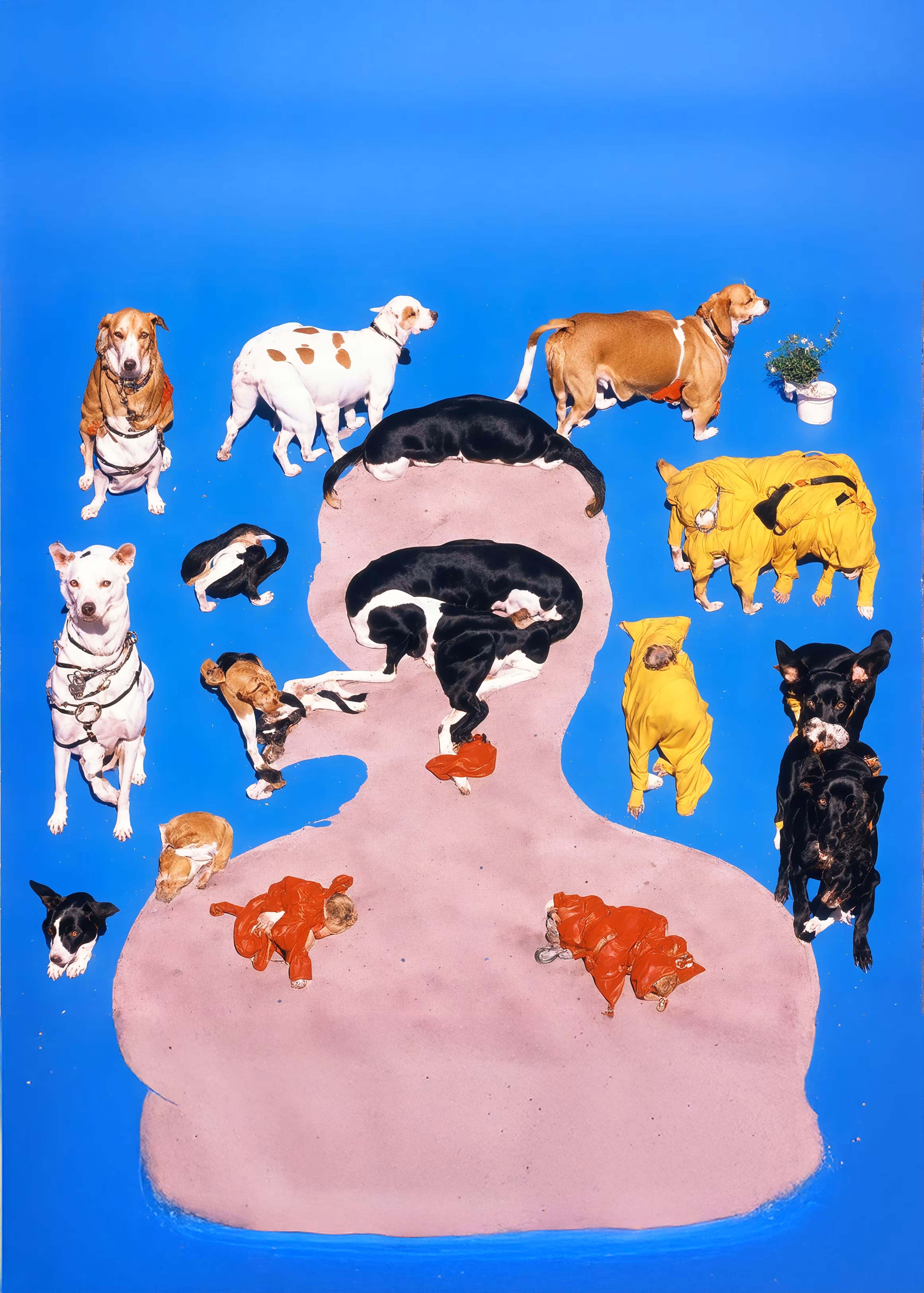 Praline Animals
