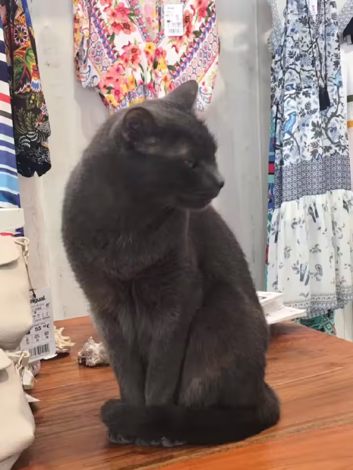 Fashionable Animals