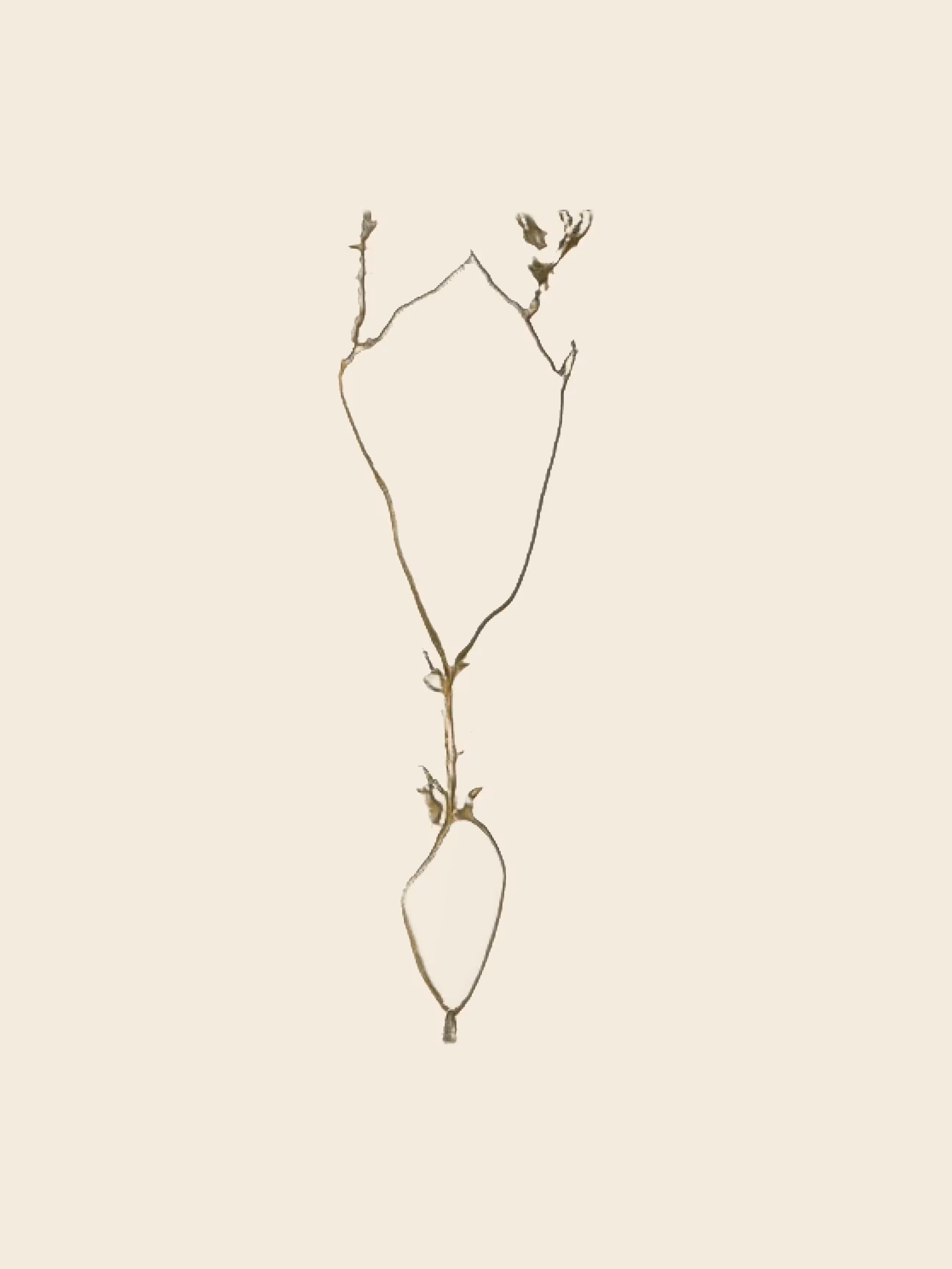 potential herbariums: cephalanthus ciliata (found on Mount Analogue) (study)