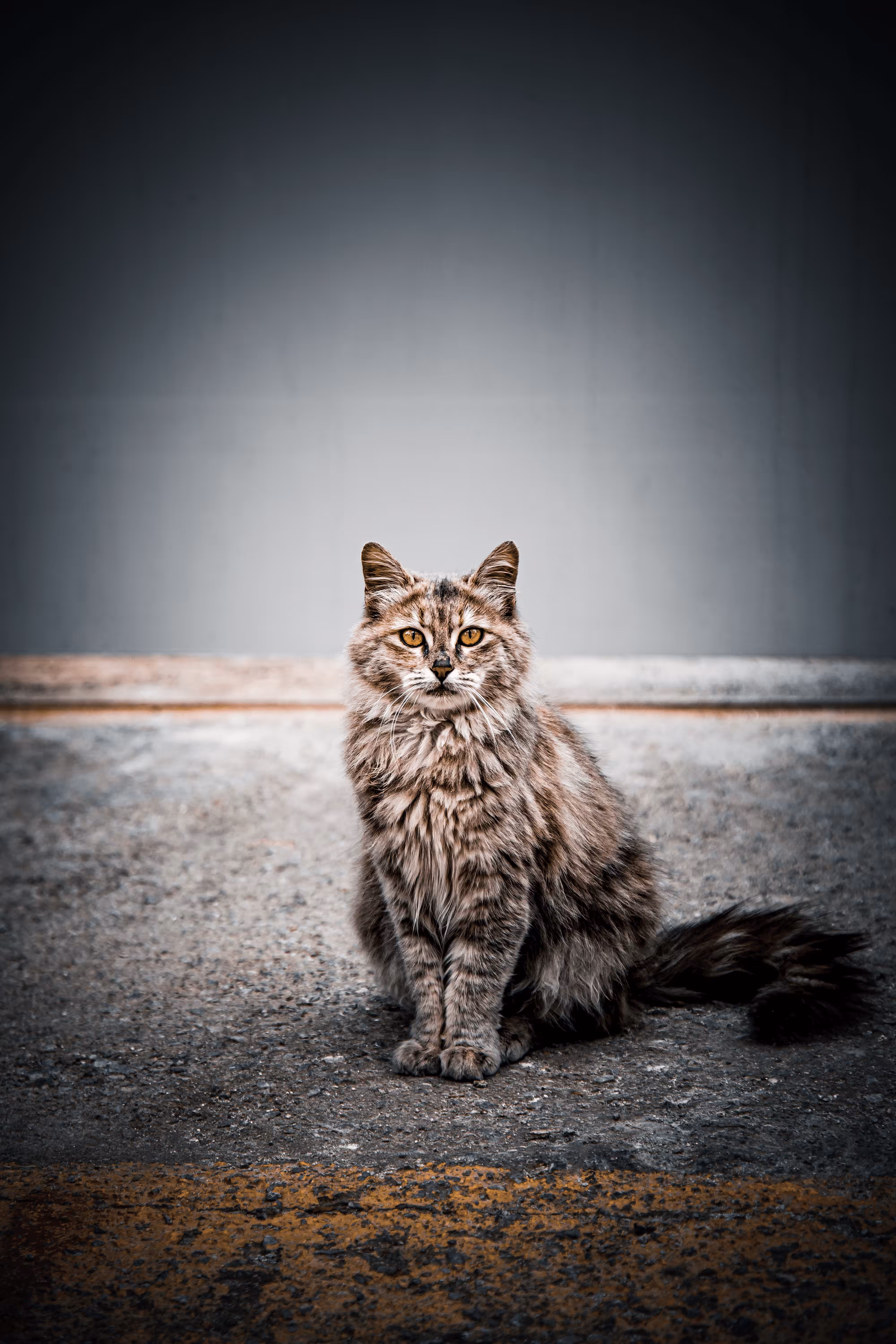 LoneCat #02 Sansa