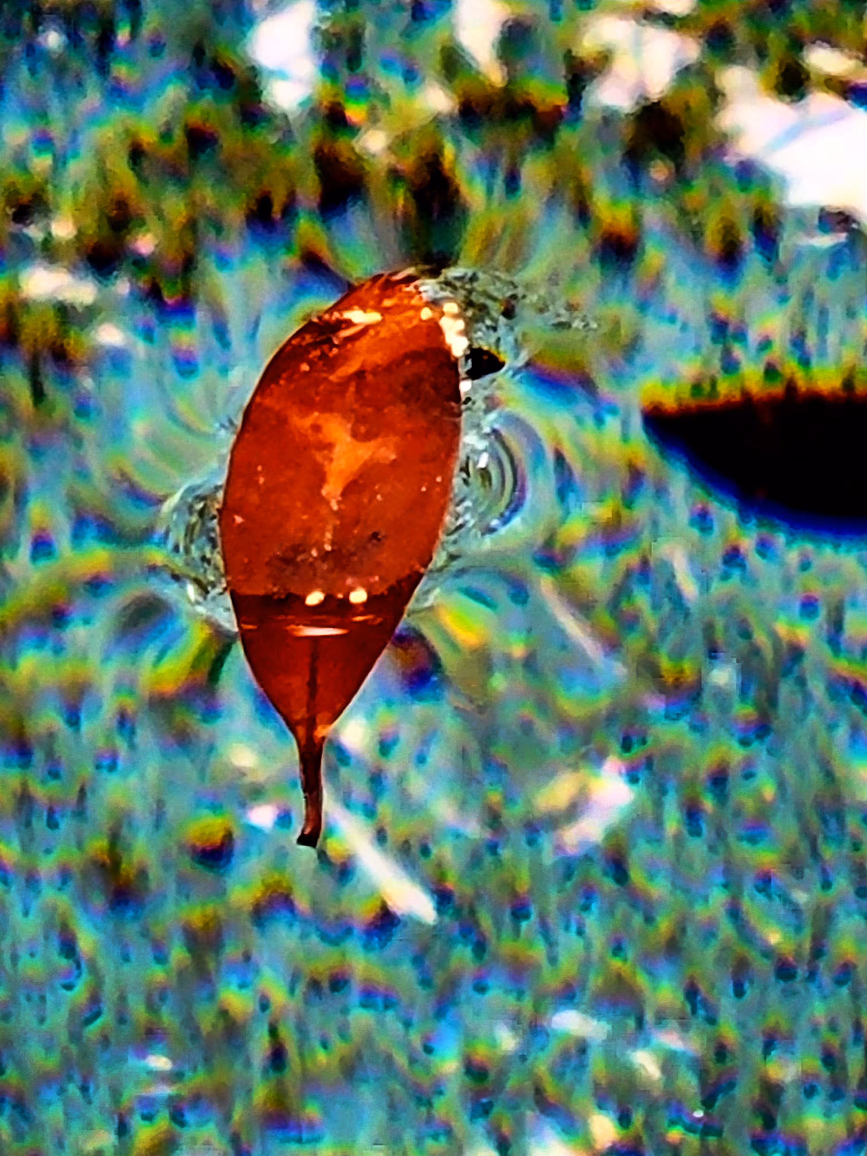 Red Leaf in the Pool