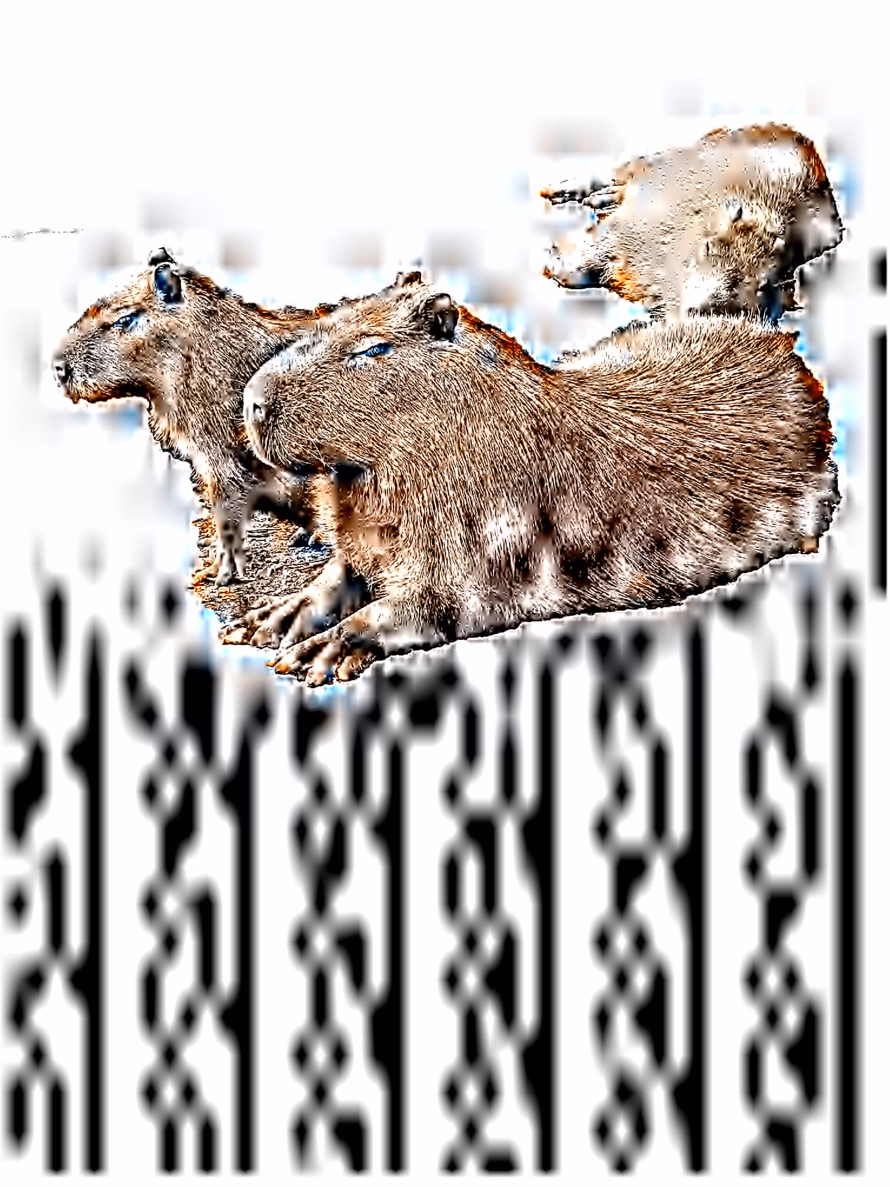 The Capybaras of Ipaussu [ Galera / Supersampling Error 03F ]