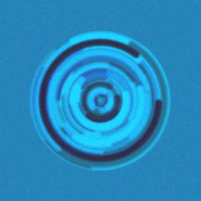 Wisp #296