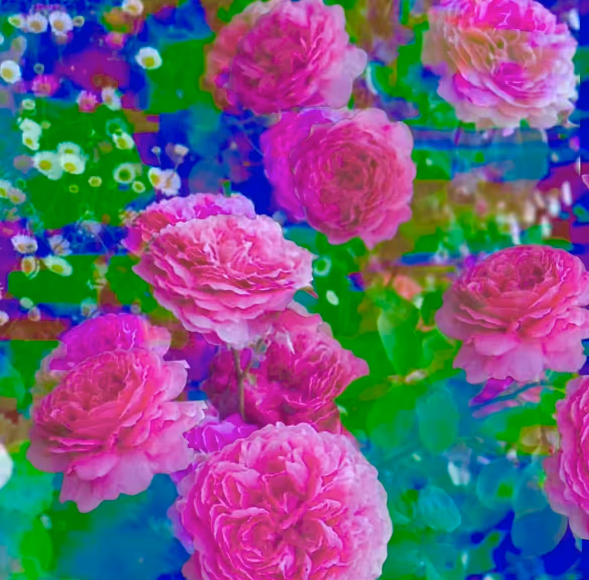 Rose #1