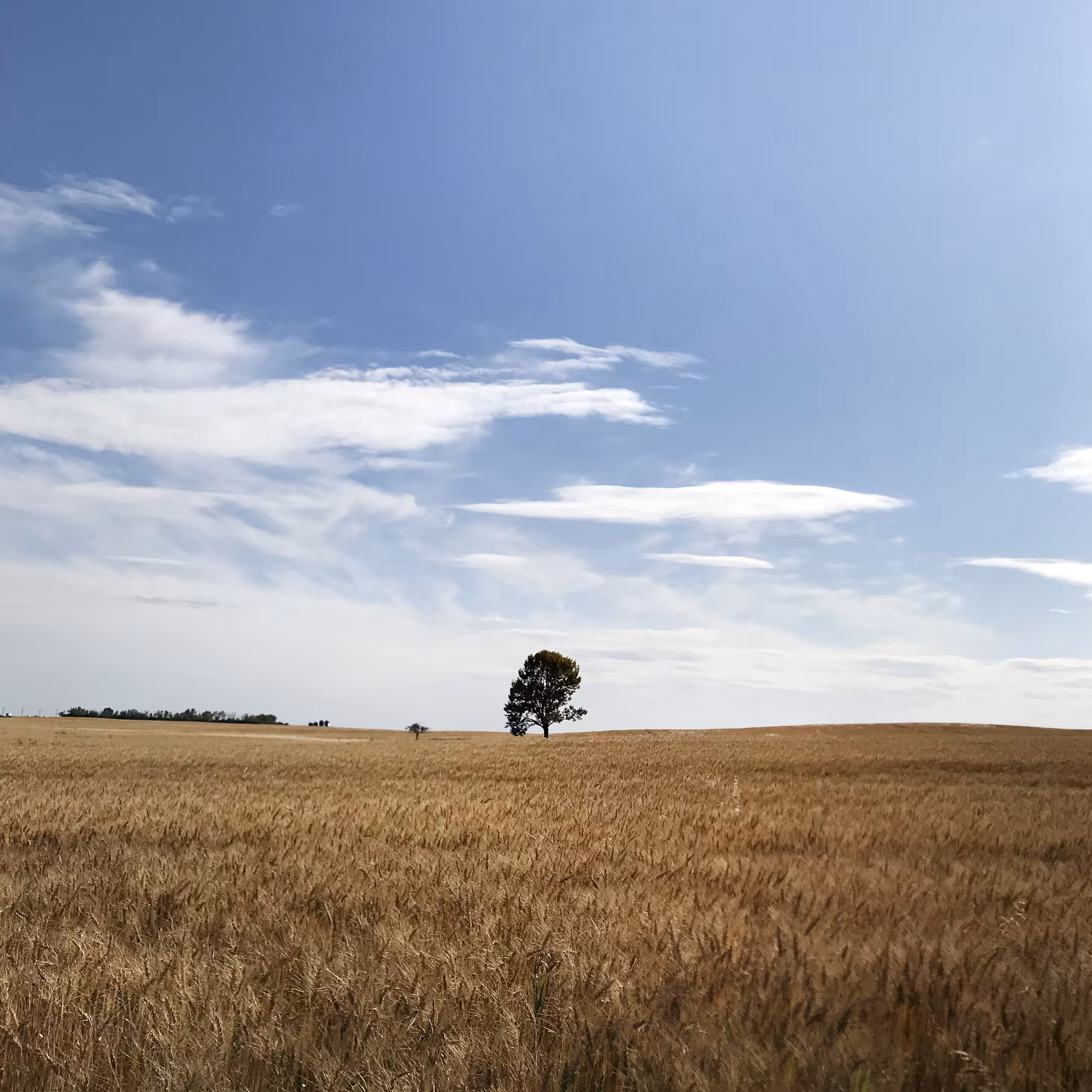 Lonely Field Tree 018