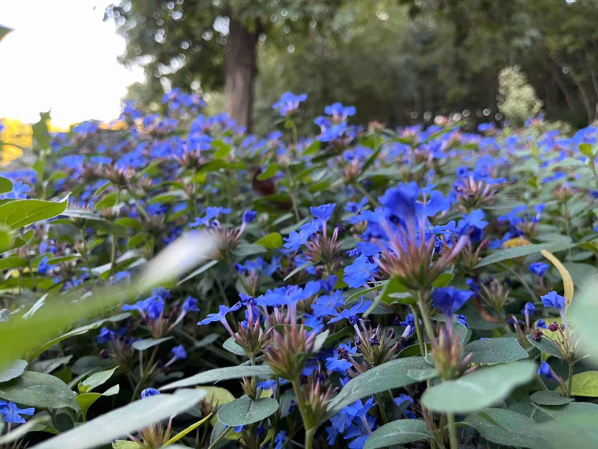 Blue Flowers 02