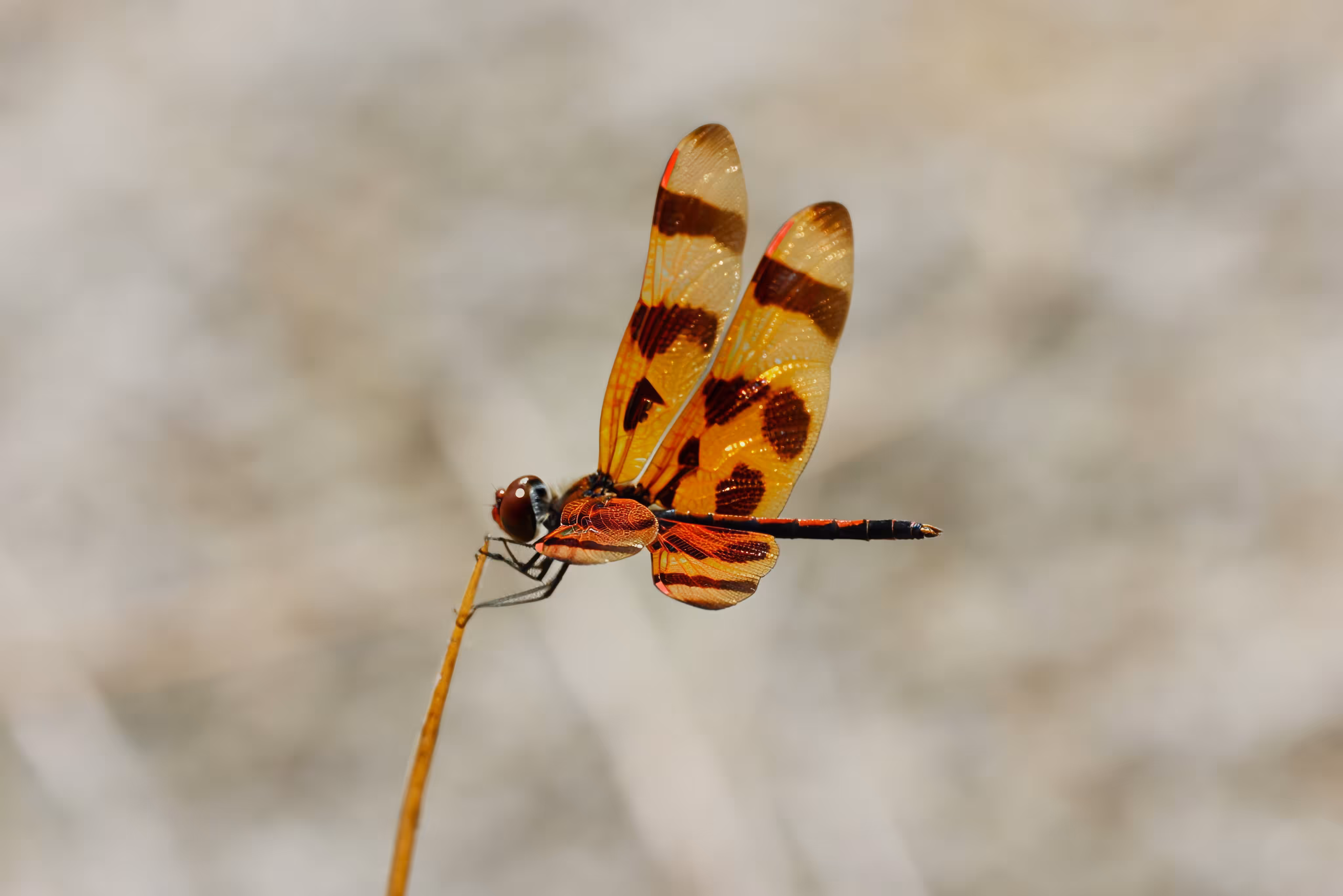 #OneToadPhotography: Uncommon stillness