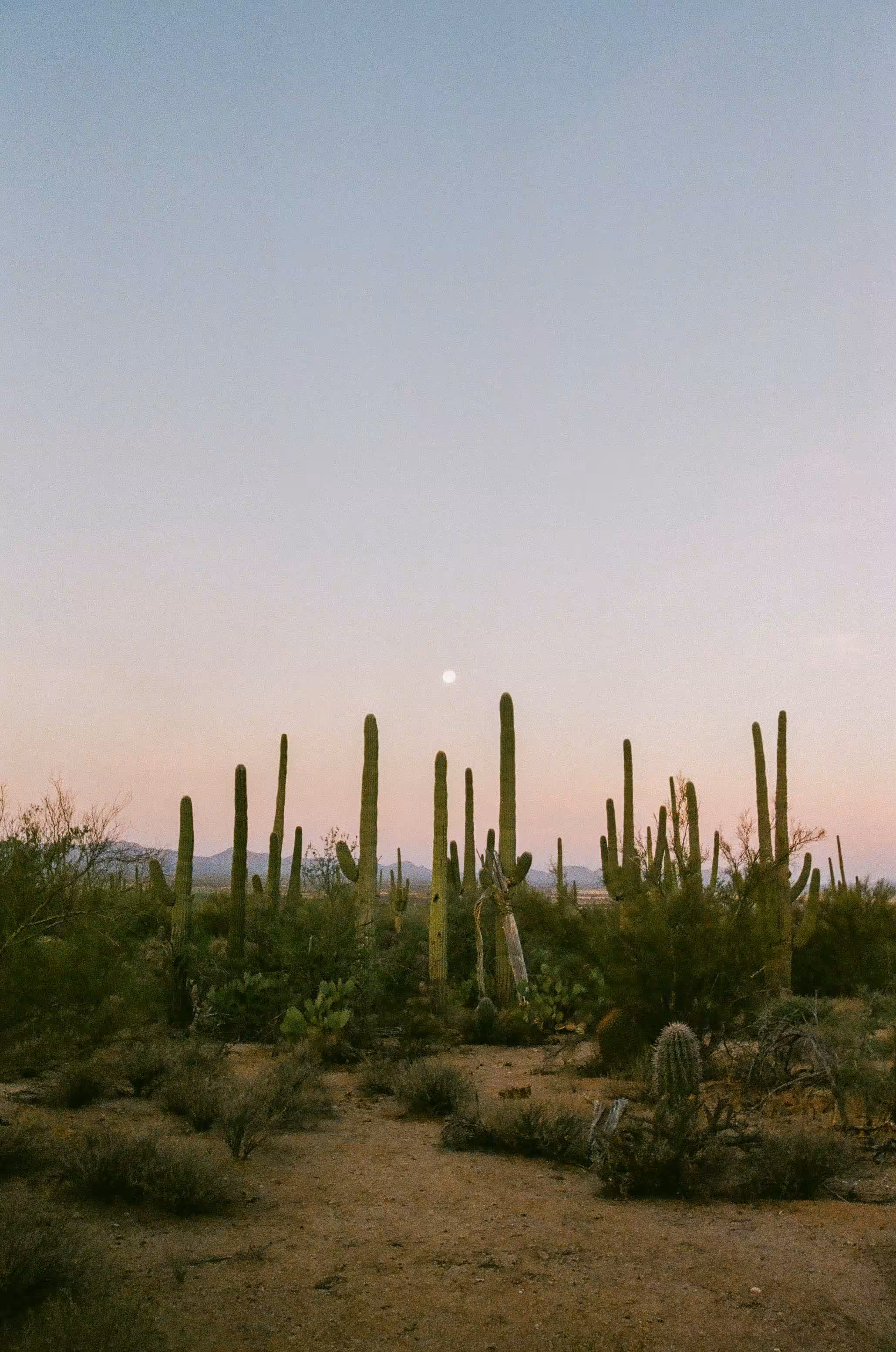 Saguaro
