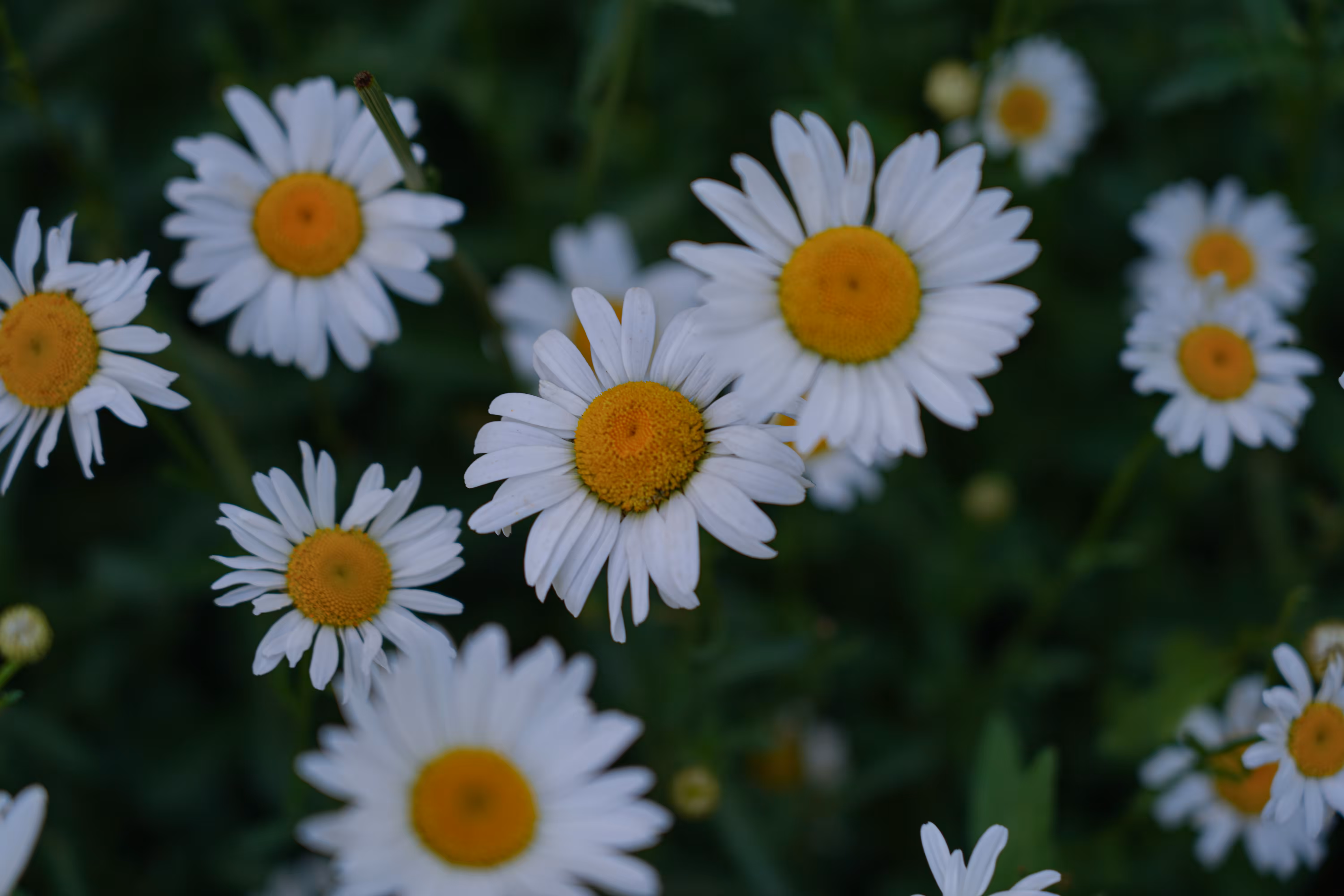 flowers: Light in the Shadow