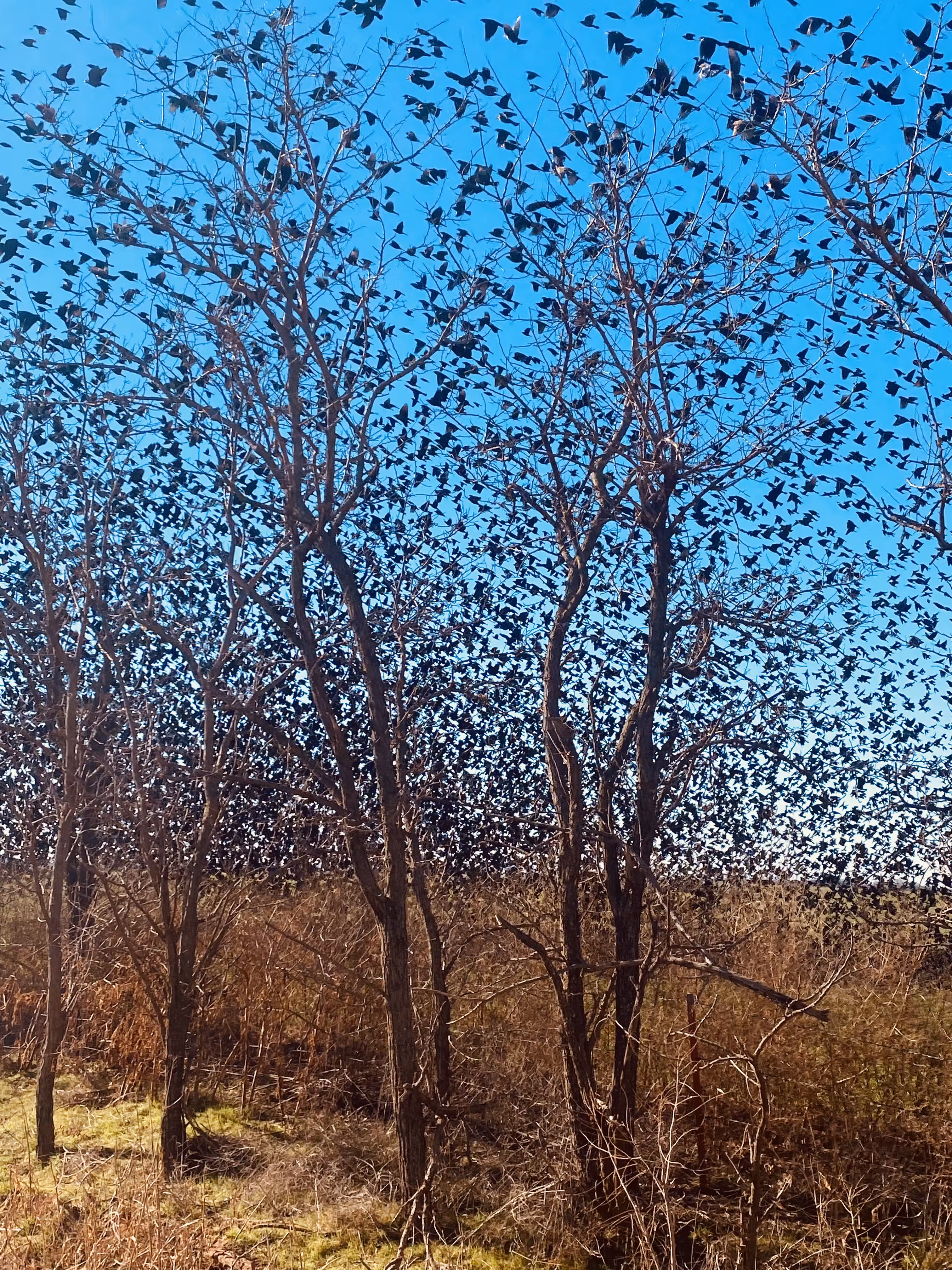 Rodeo posts: Red-Winged Madness