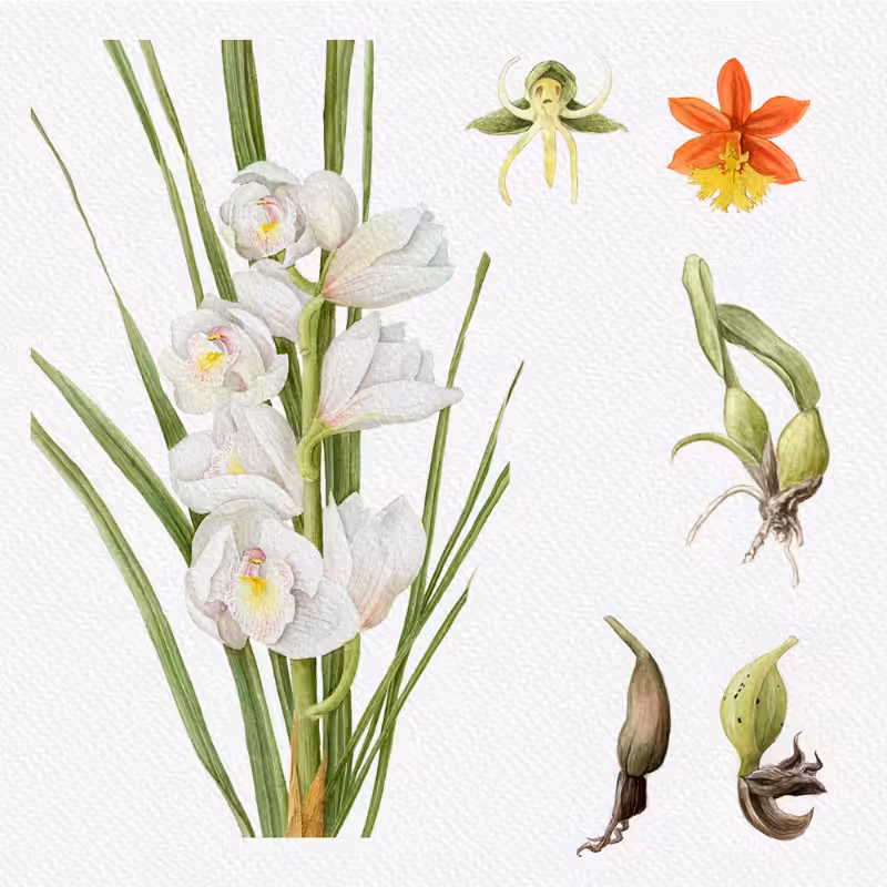 Botanical Illustration - Orchids 1 #59