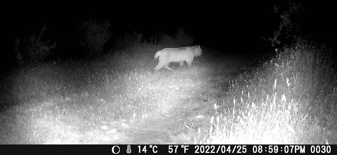 HUNTING BOBCAT