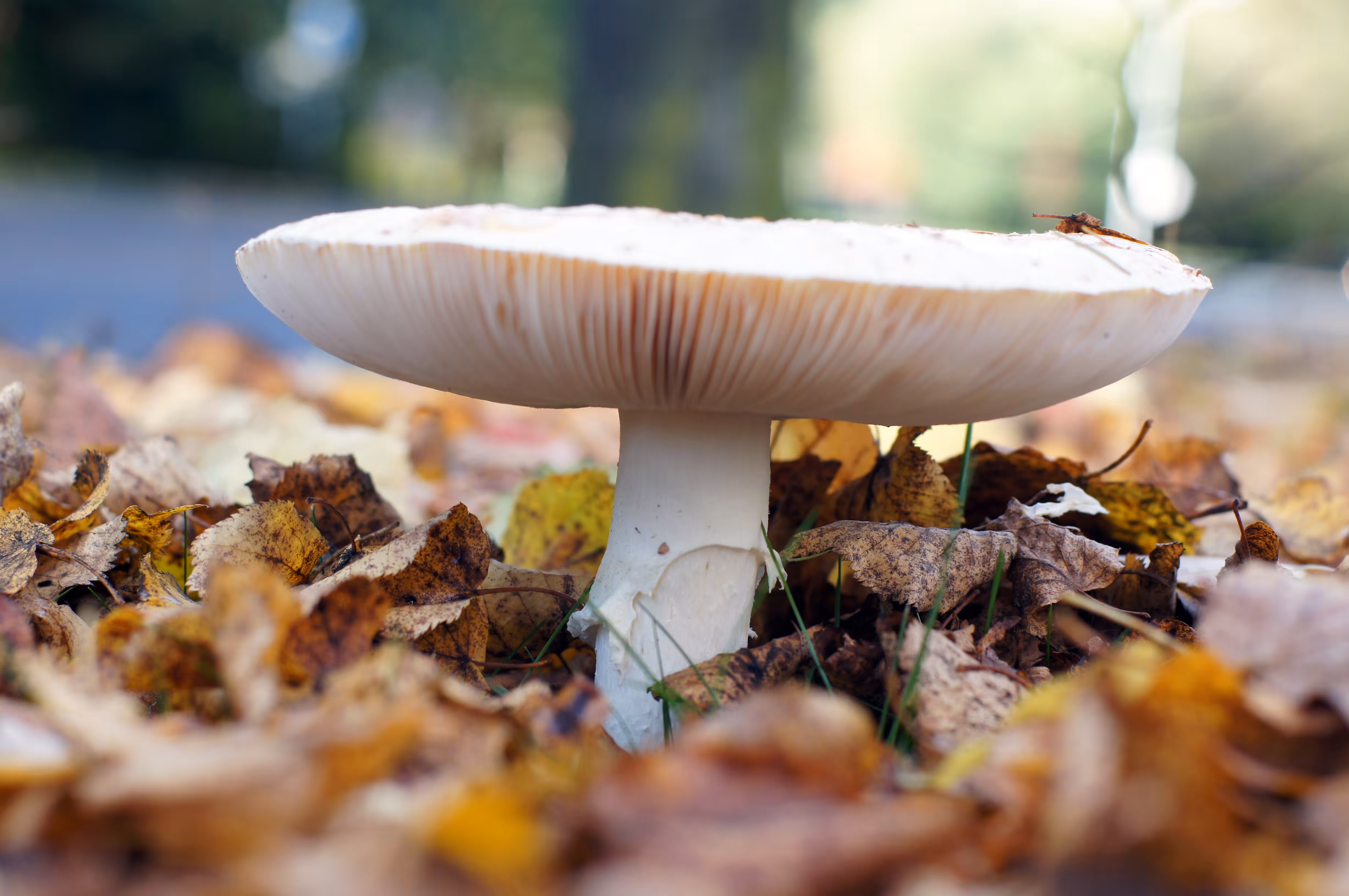 mushroom happy
