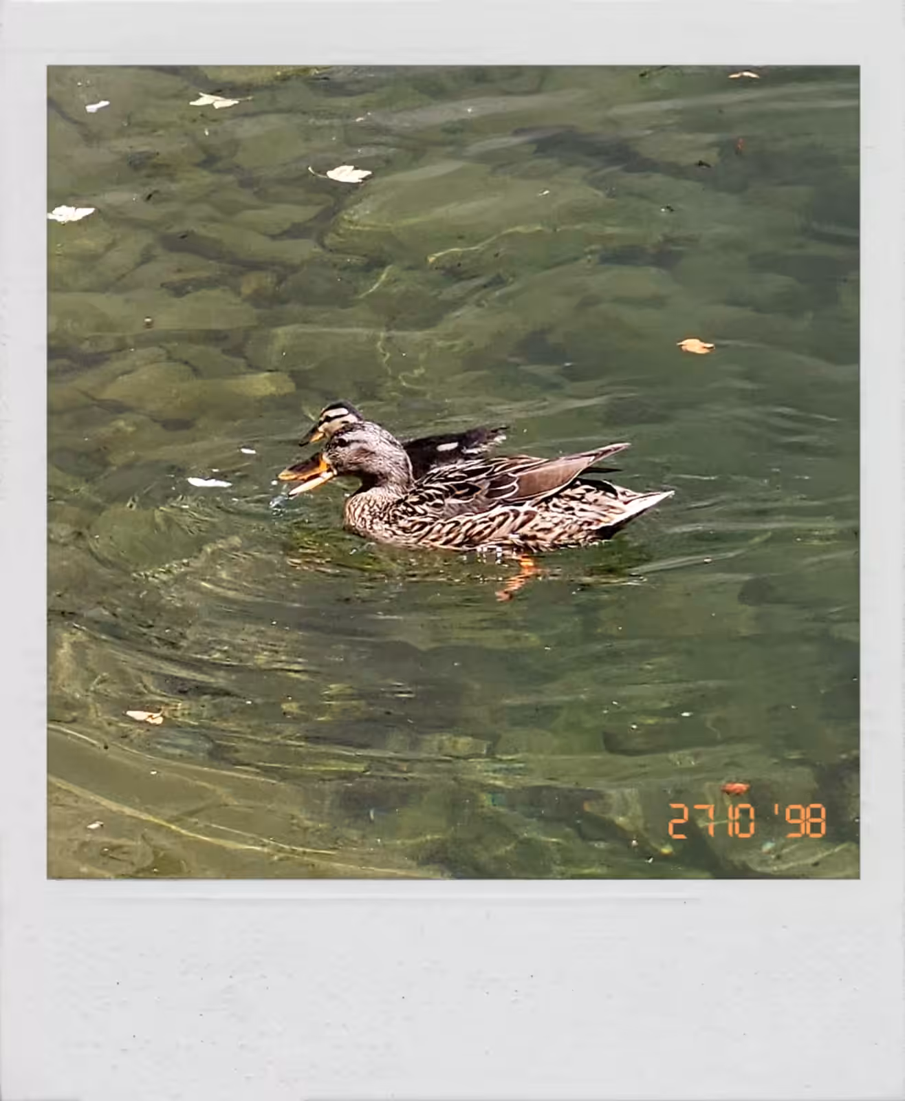 Romanian Ducks