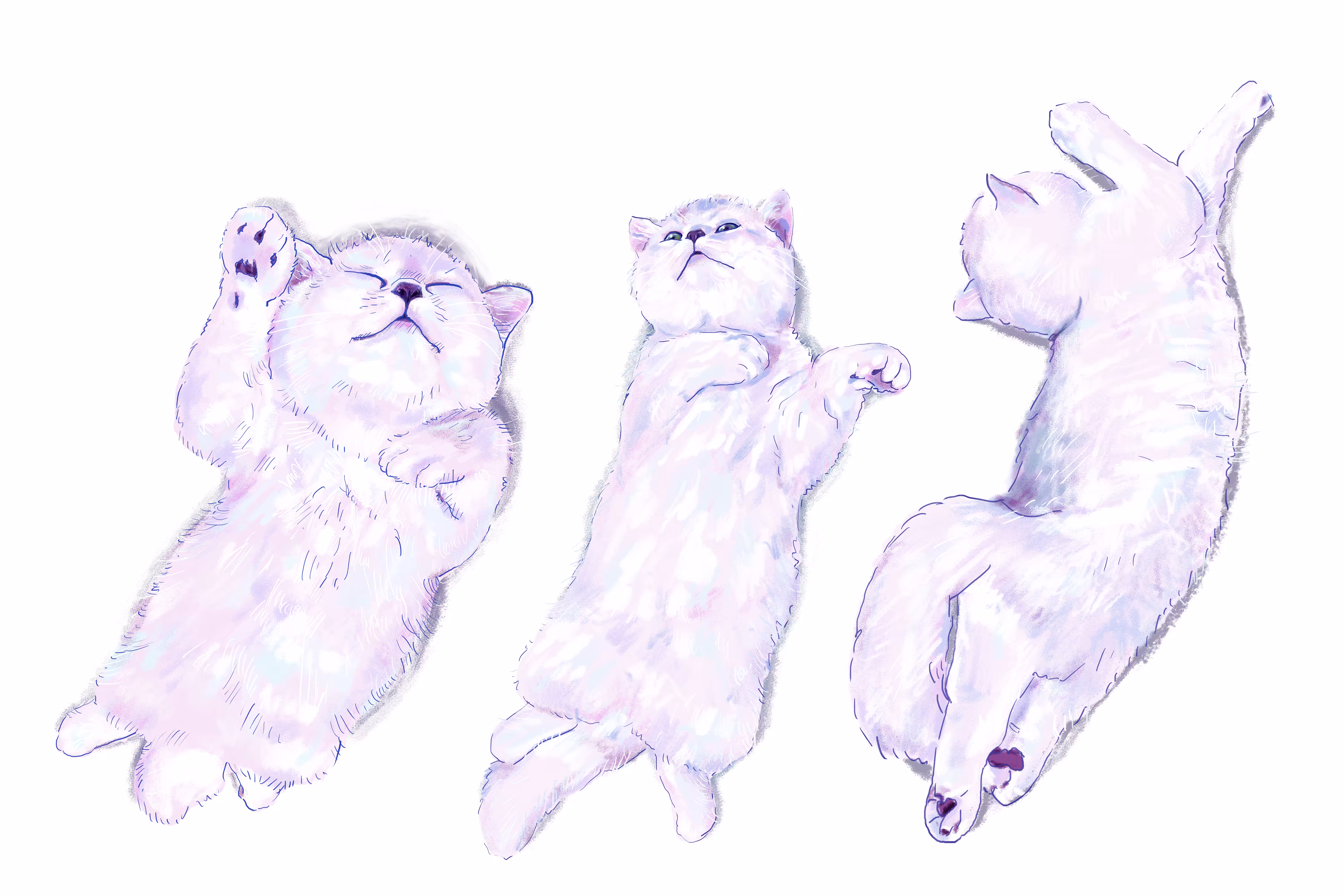 Adorable British Shorthair sleeping