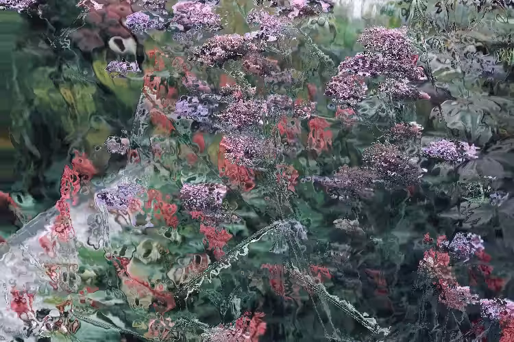 pink flowers