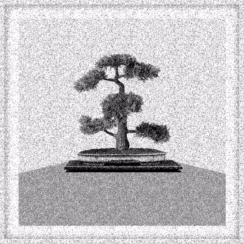 Bonsai Bonanza #534