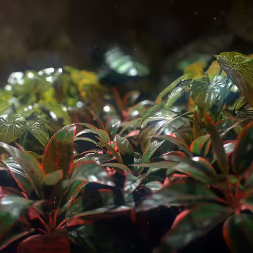 Tropical plants