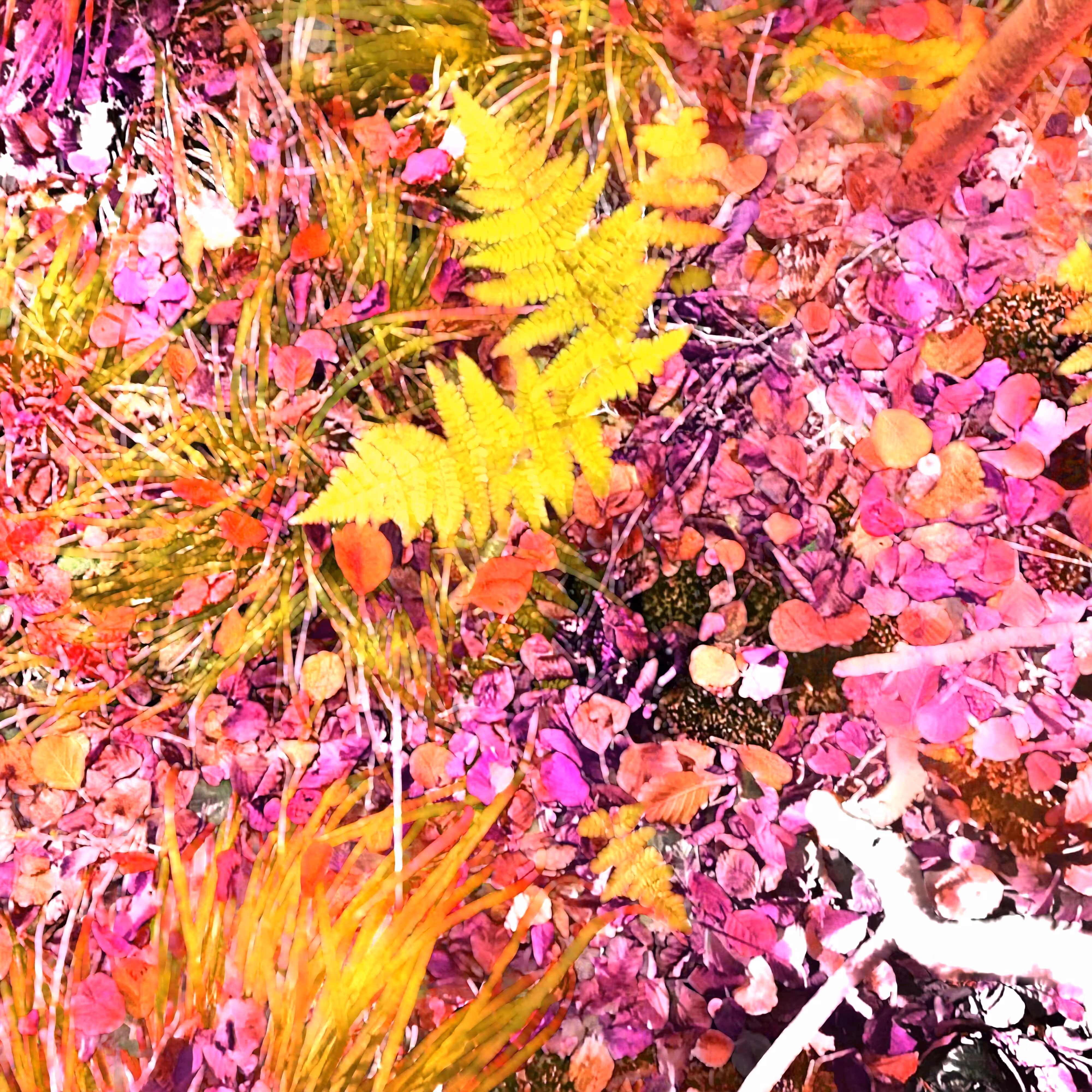 Autonomous Forest Plots: Plot u329hvn53