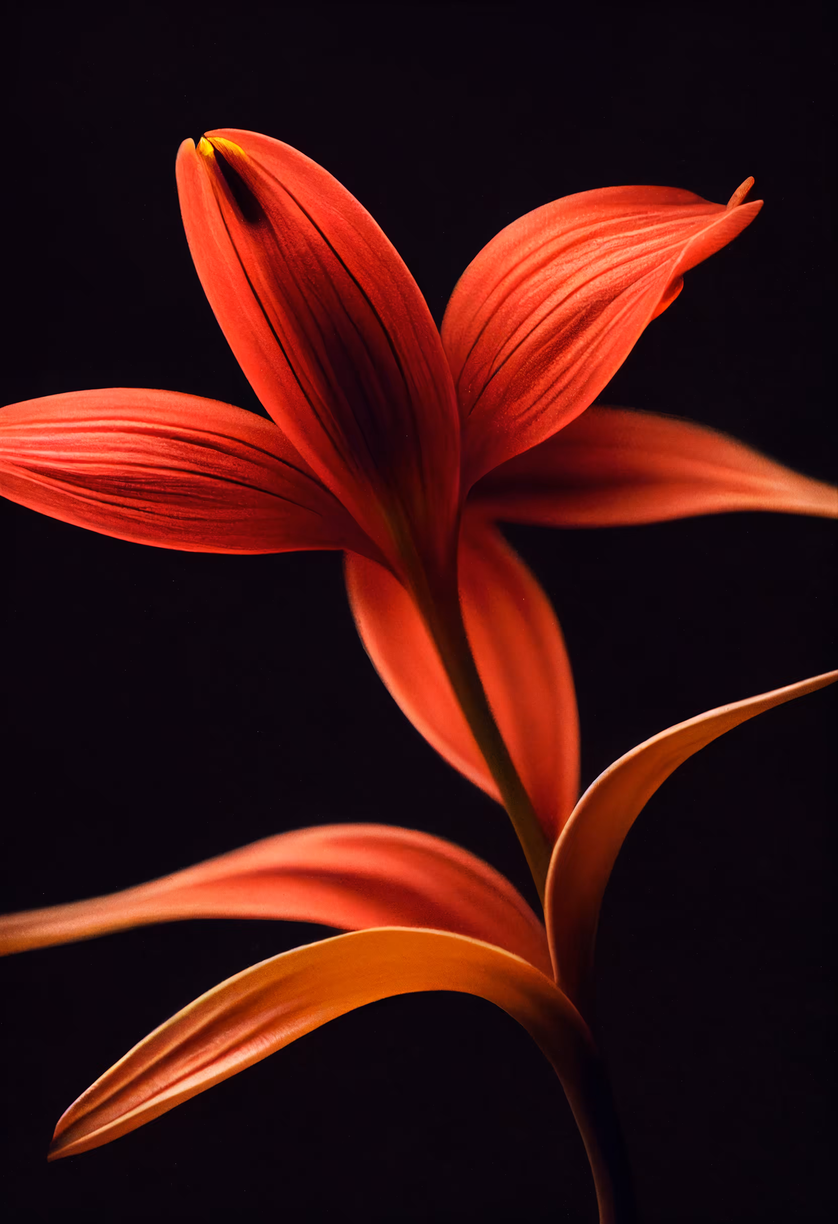 A Flower, Just For You. #120