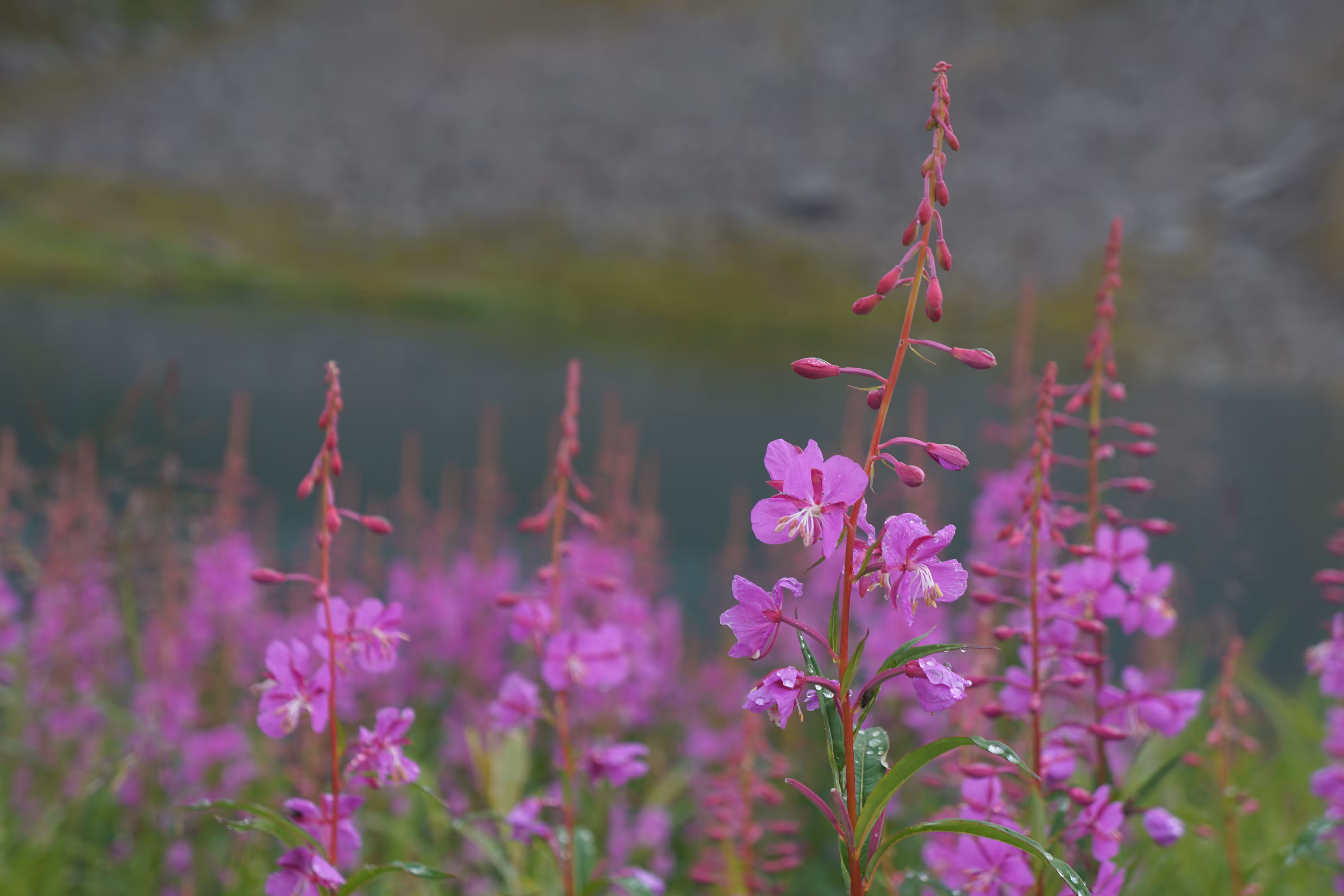 Fireweed