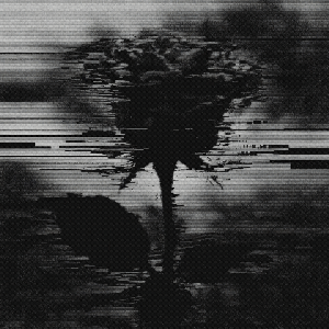 b̶r̷o̶k̷e̶n̷ t̶h̷i̶n̷g̶s̷: r̶o̷s̶e̷
