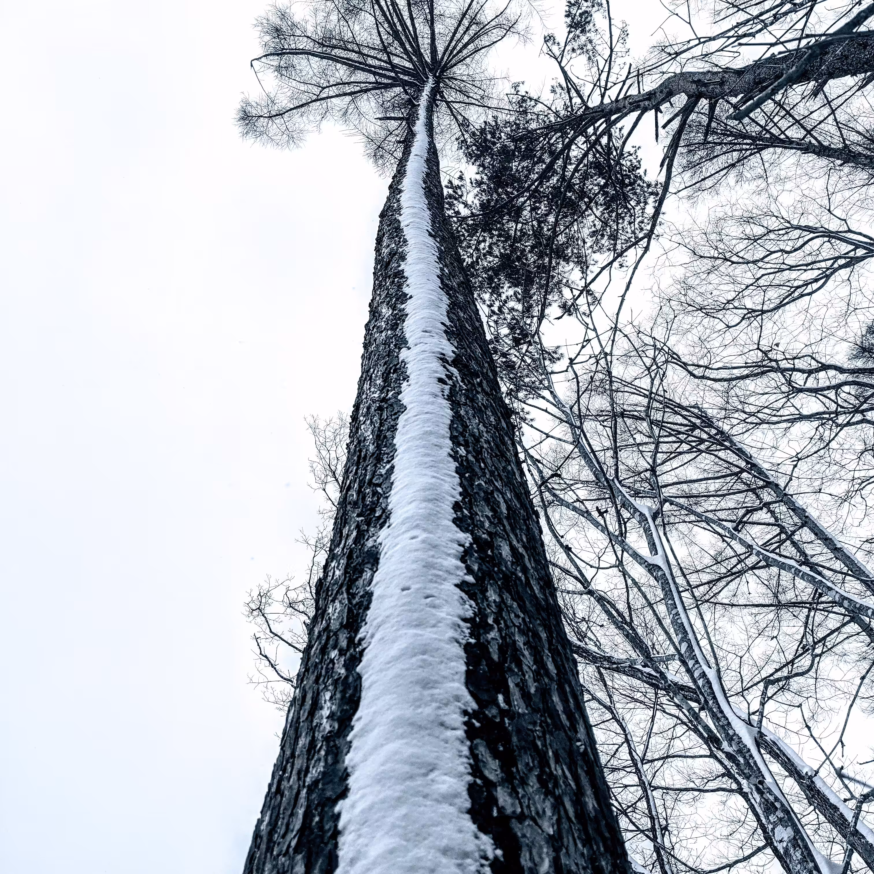 Sideways Snow
