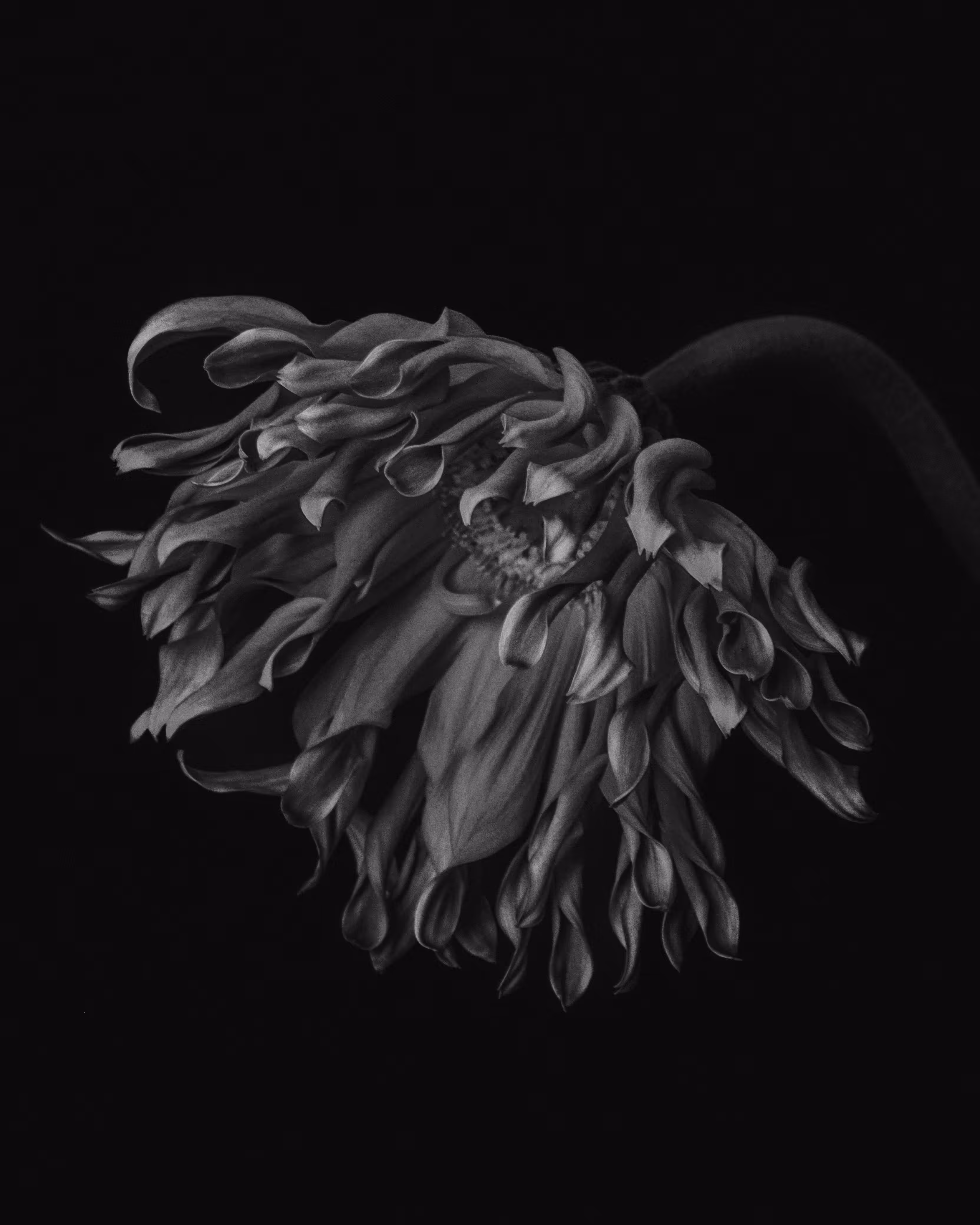 Christmas Dahlia