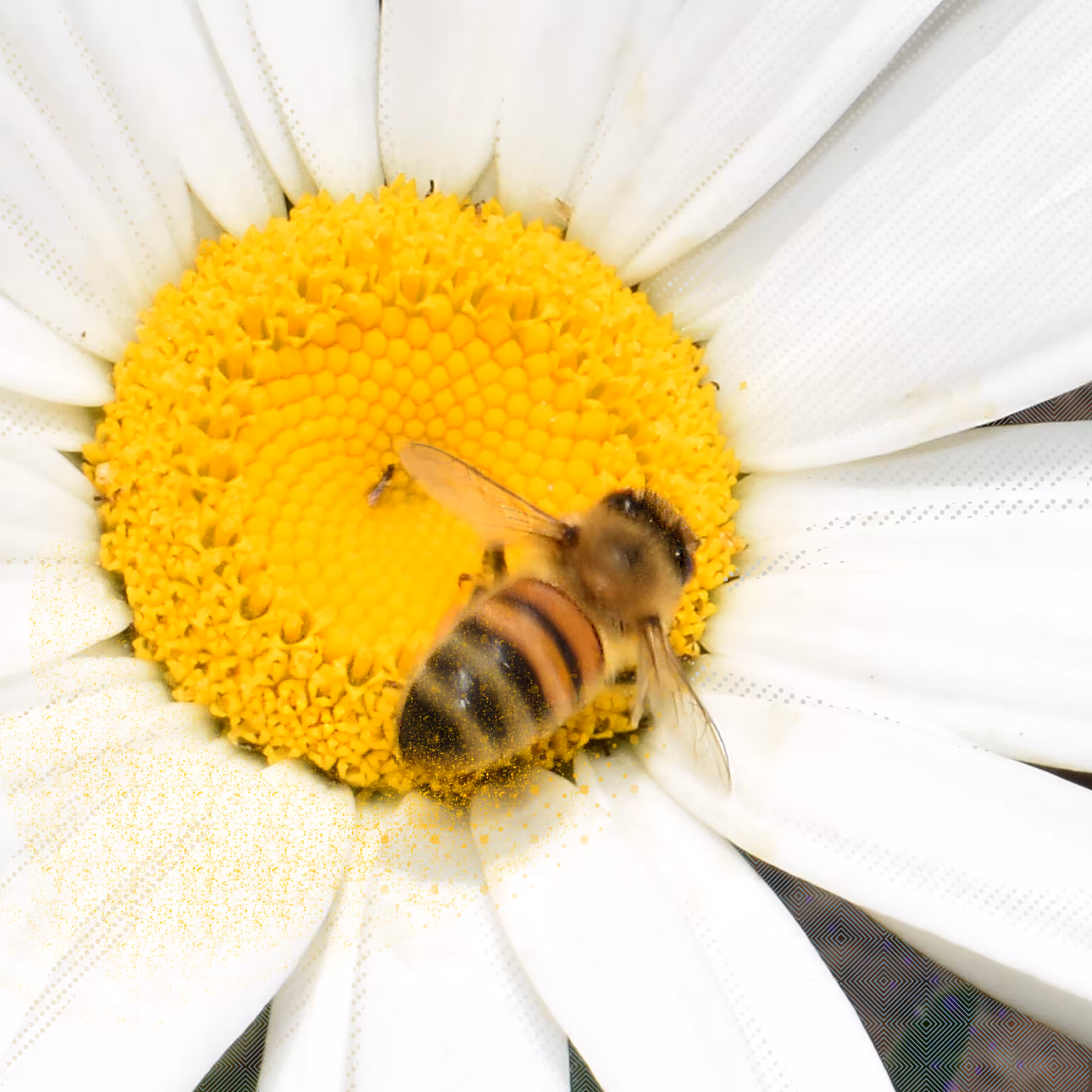 Honey bee