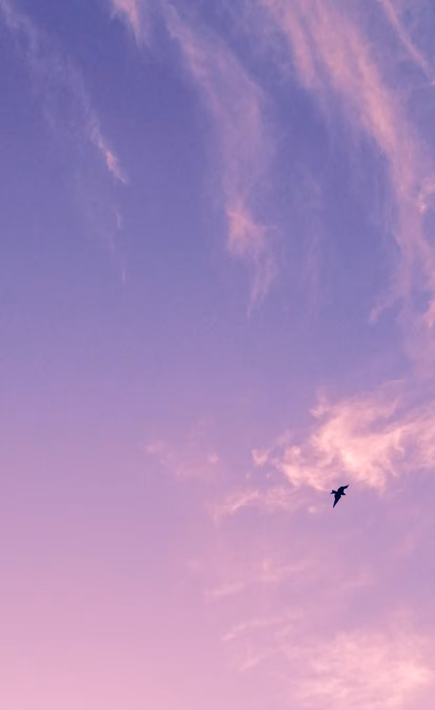 Flight into Dusk. 🦅