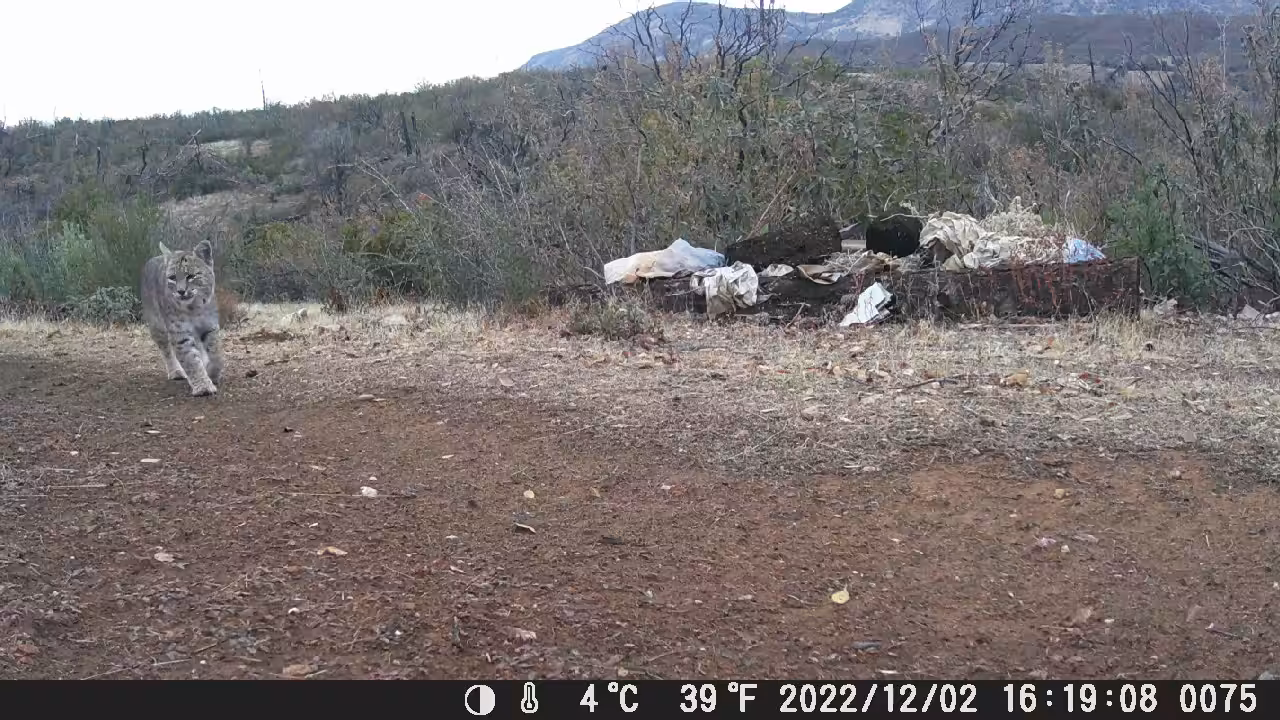 DAYTIME BOBCAT