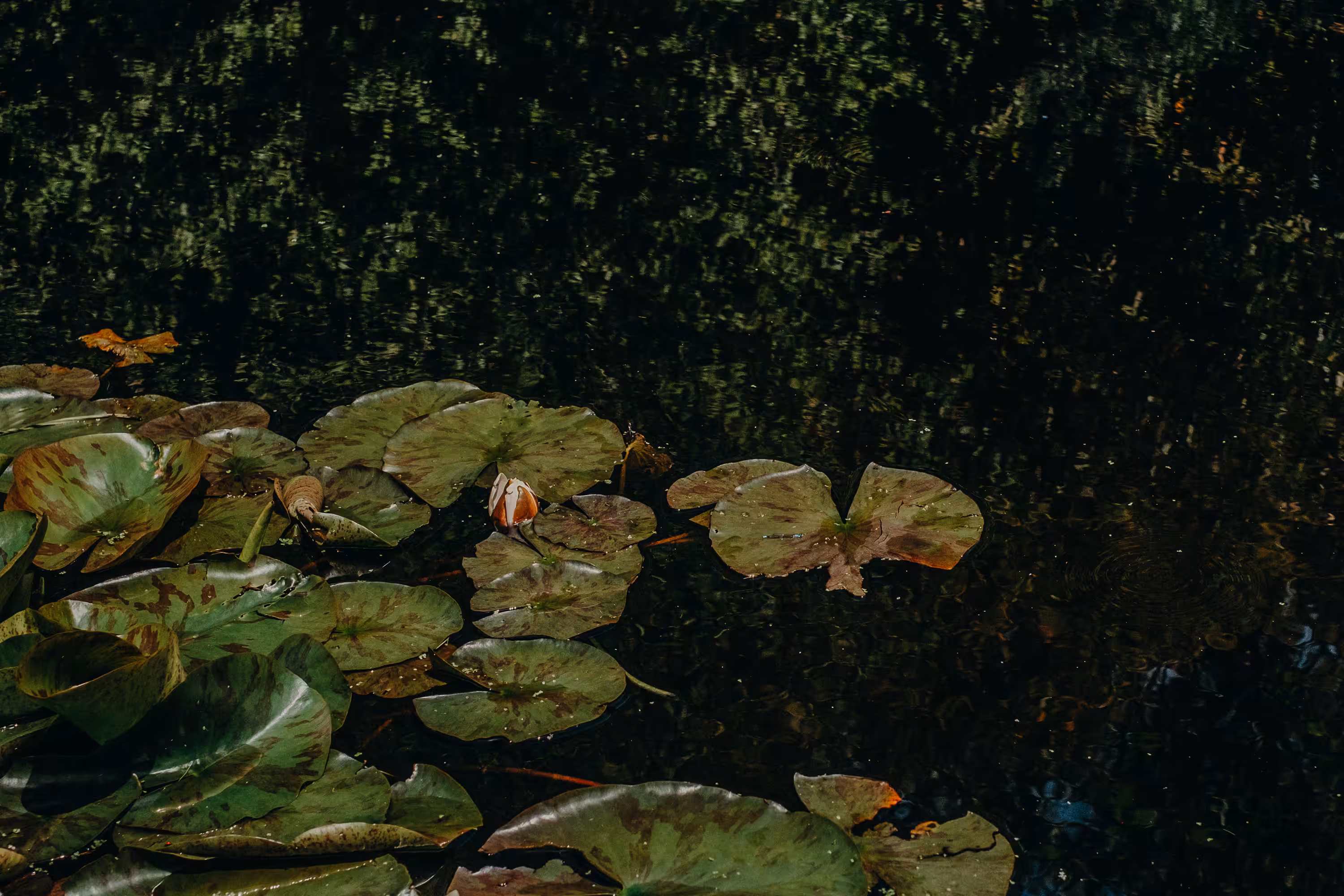 Nymphaeaceae #1