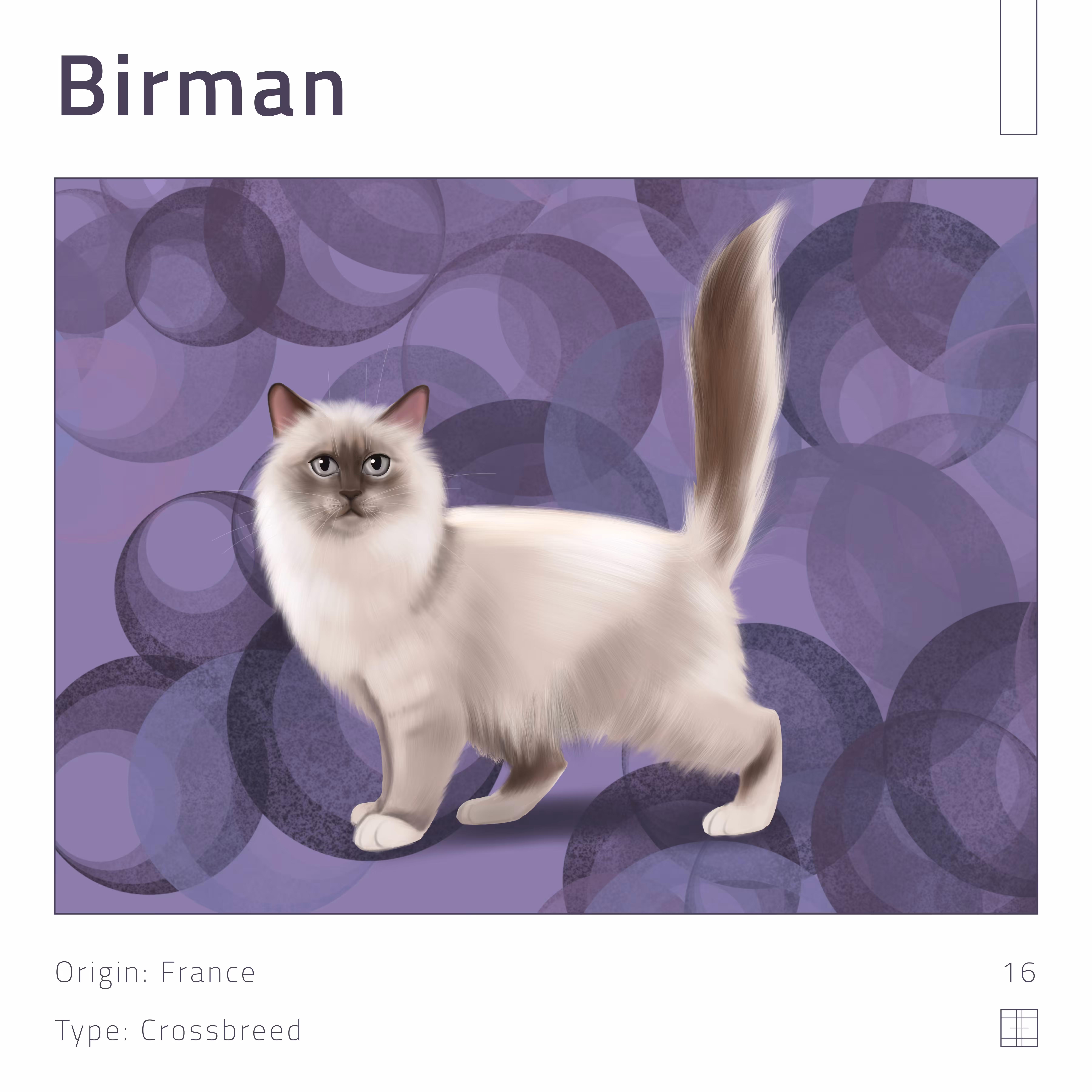 16 – Birman cat