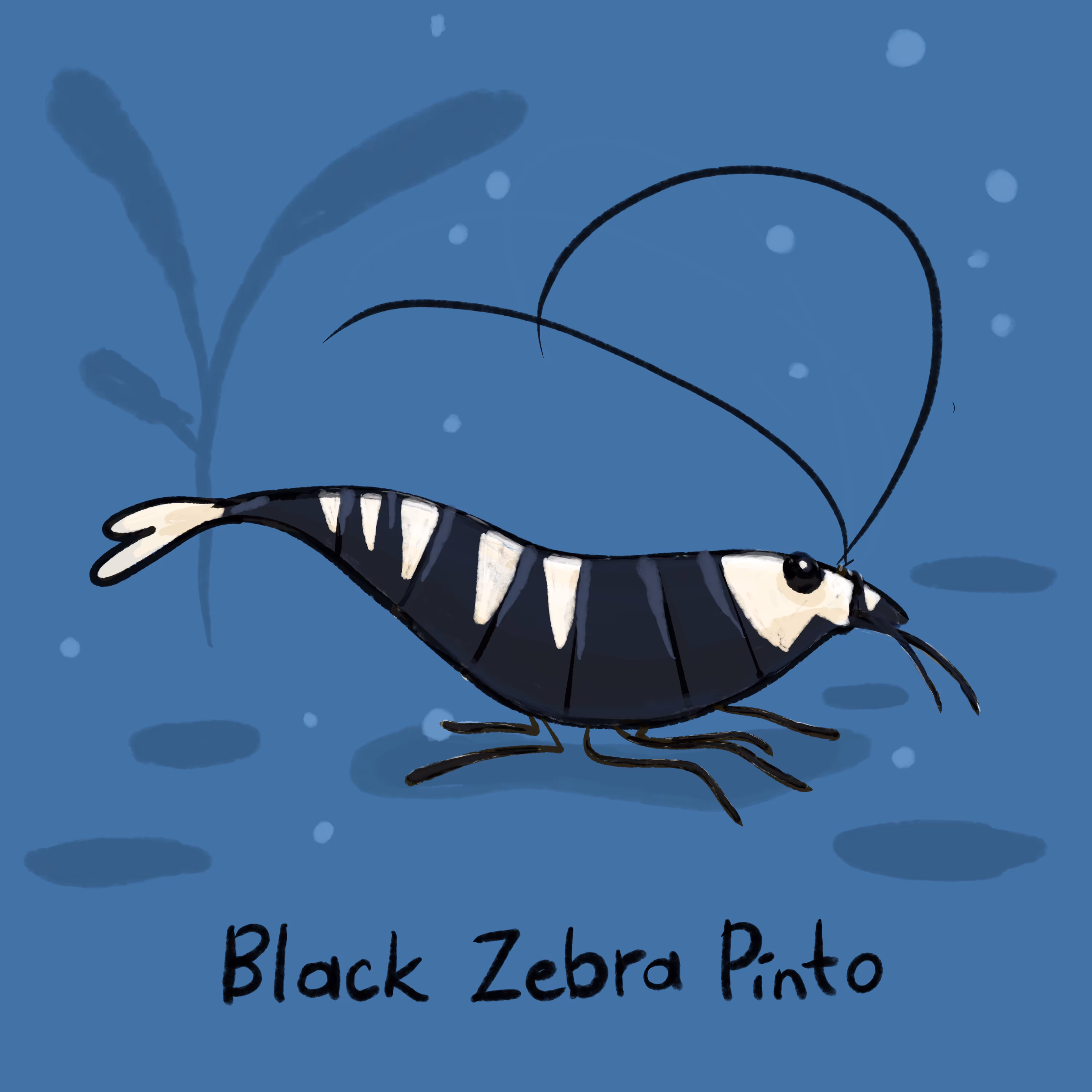 Black Zebra Pinto