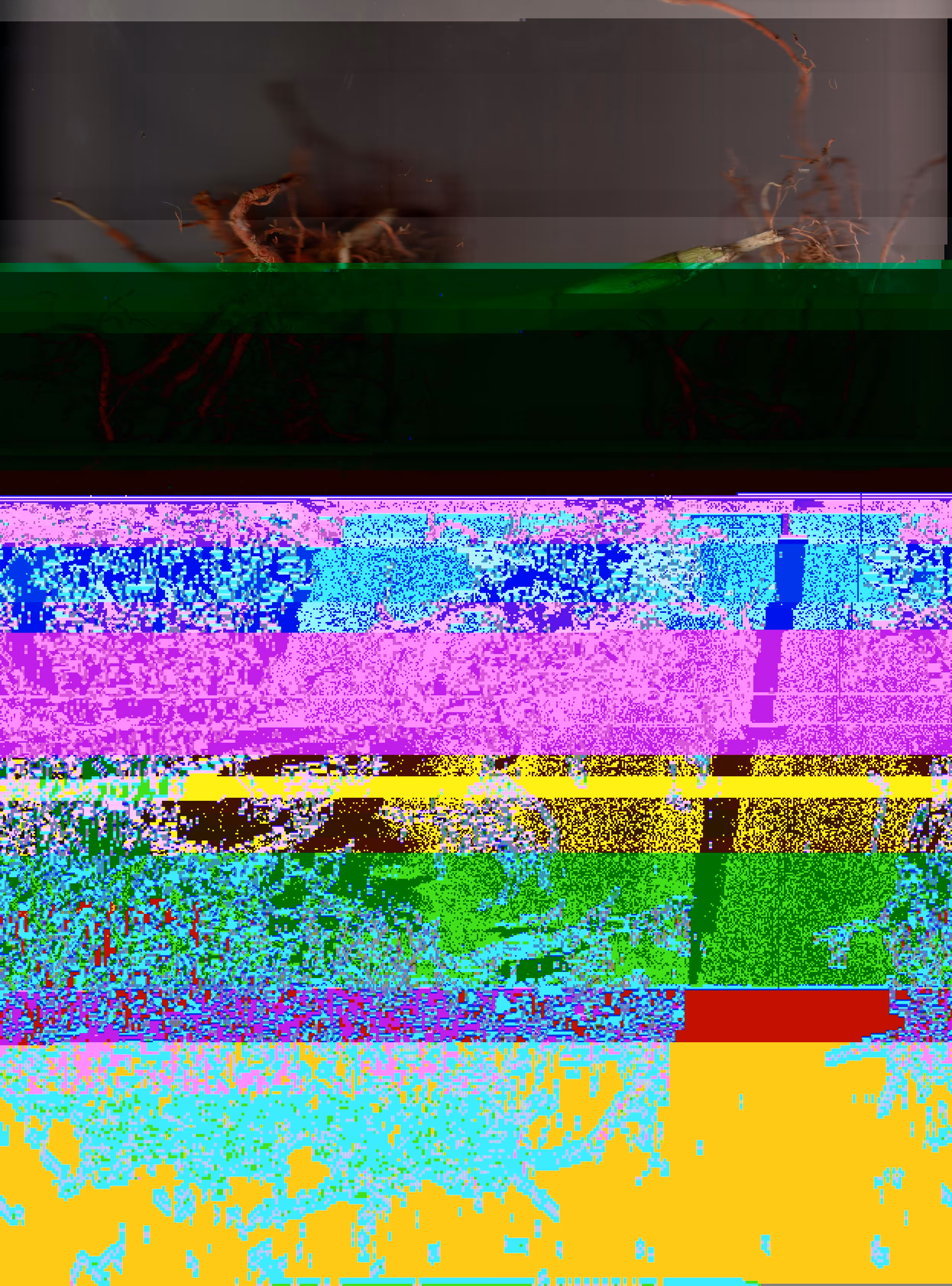 Blorgg Honklorph Malfonxia l[2]
