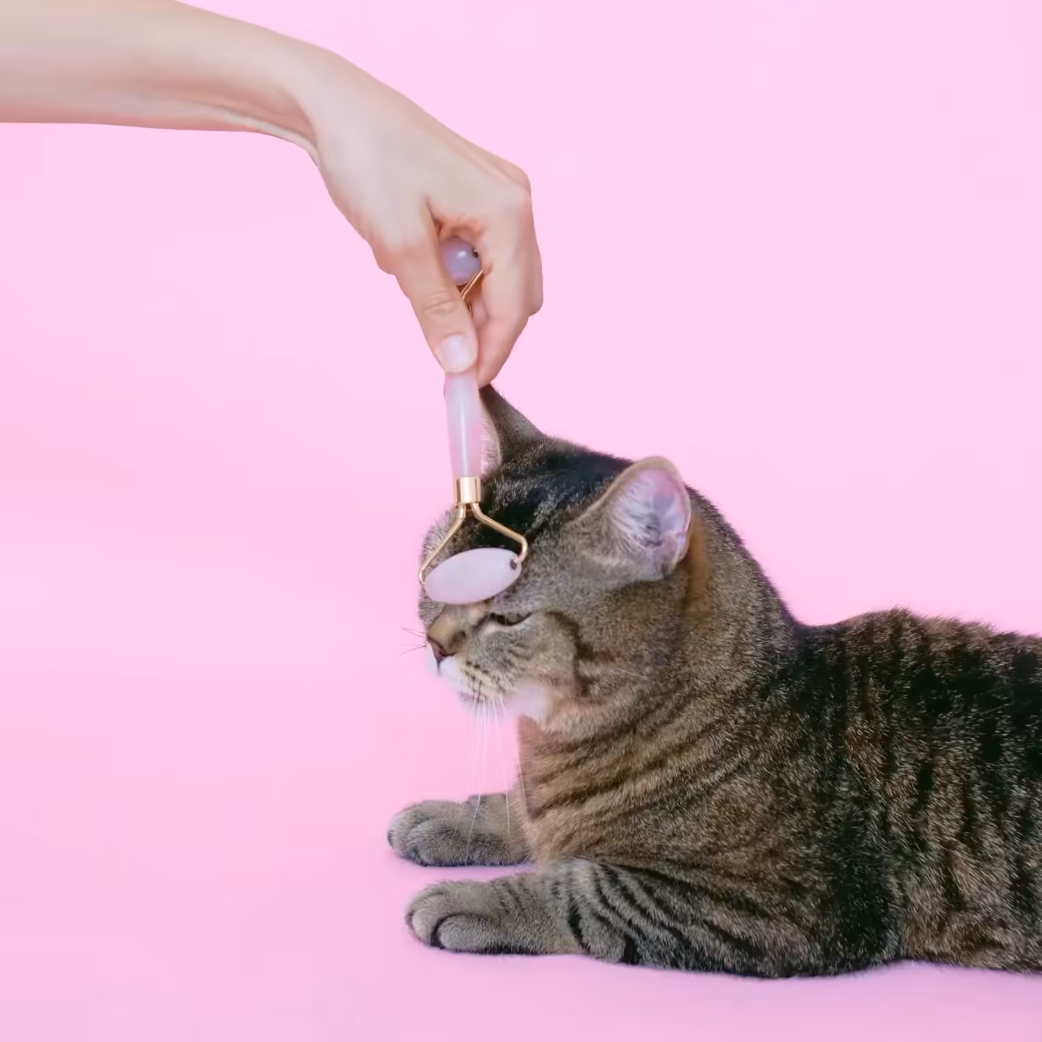 11 - Moshing cat #2