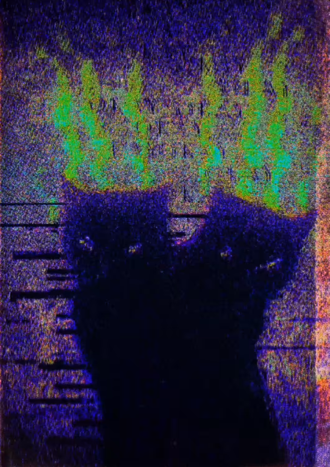 meow meow