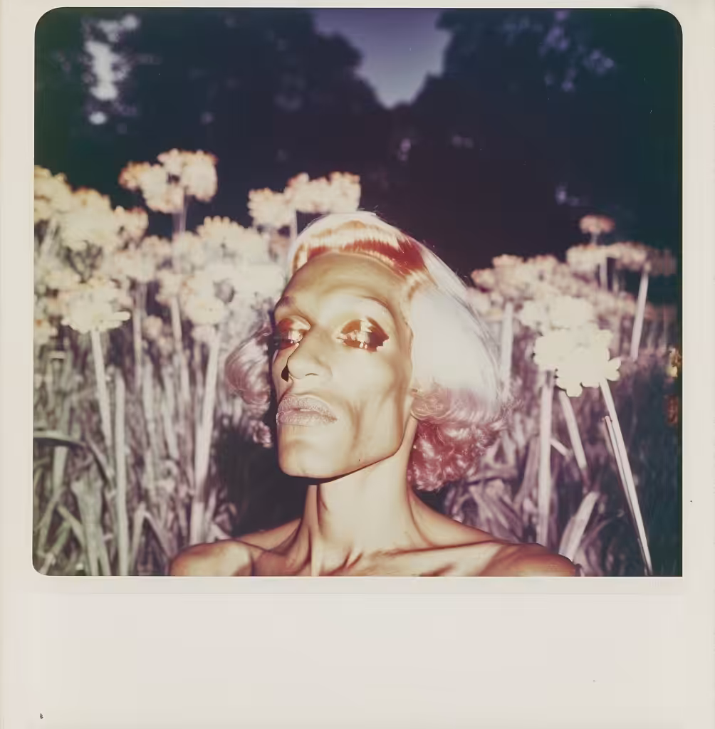 Paper Daisy, Instant Photo (polaroid), 1979