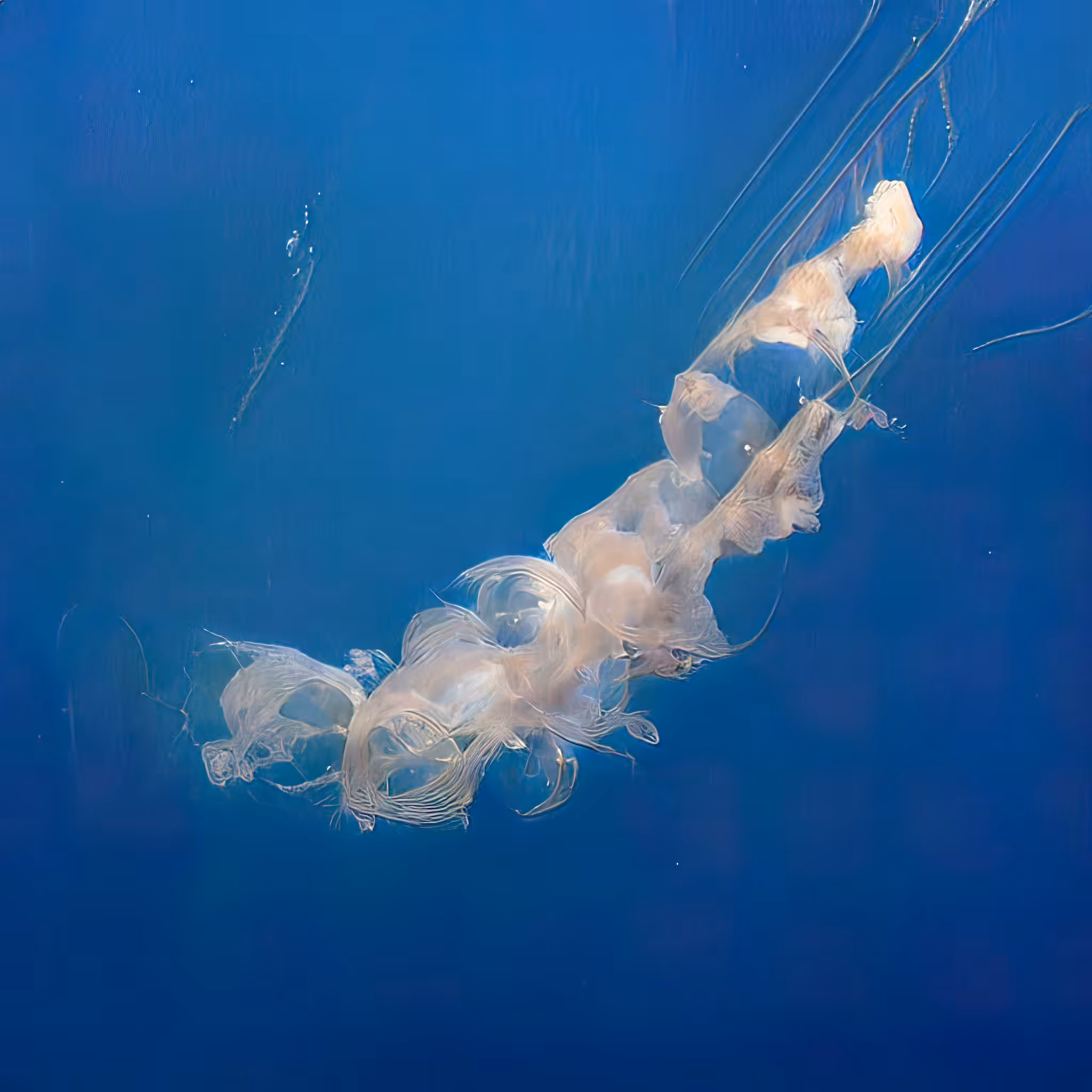 A Gelatinous Beginning 00014